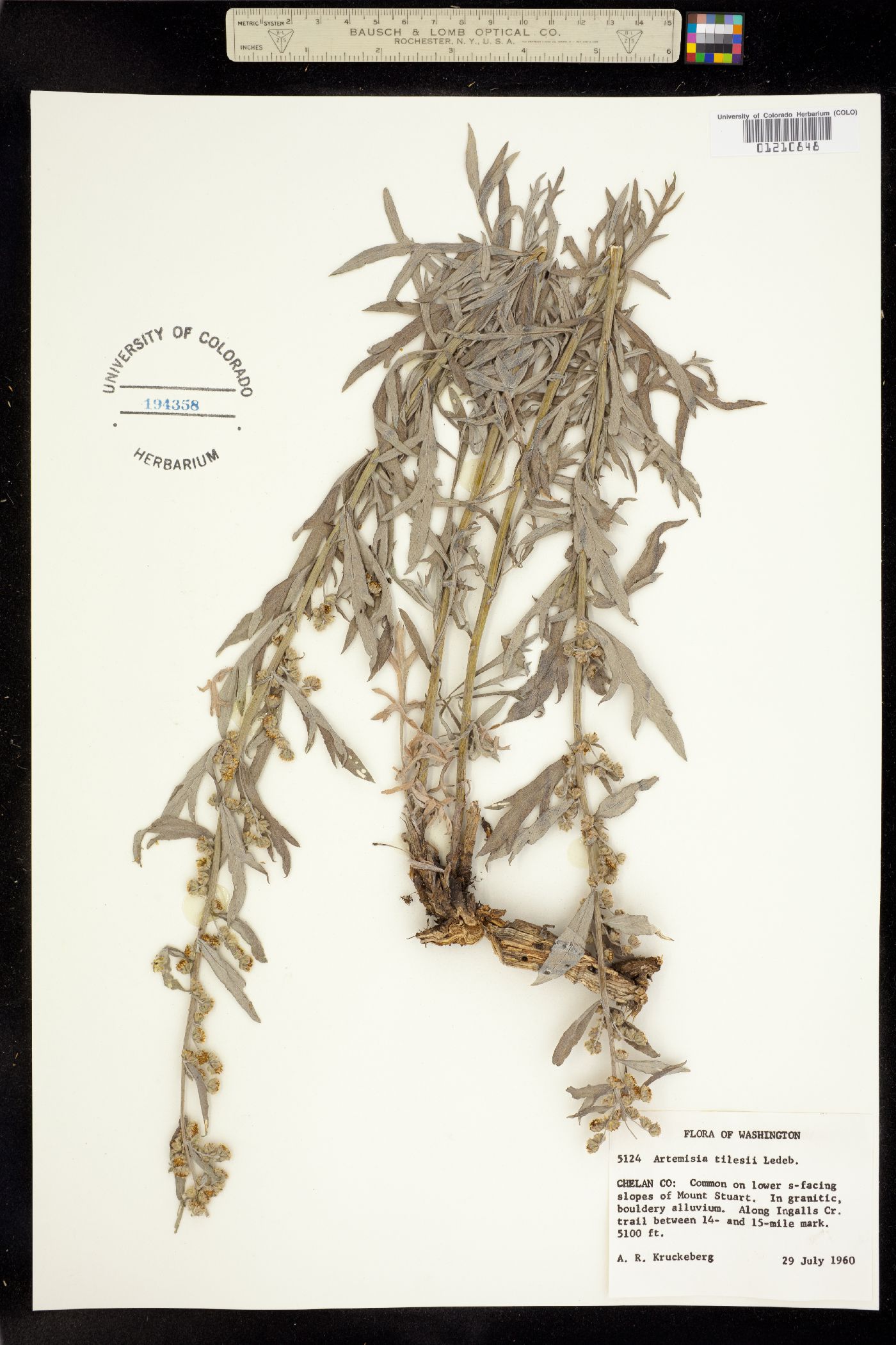 Artemisia tilesii image