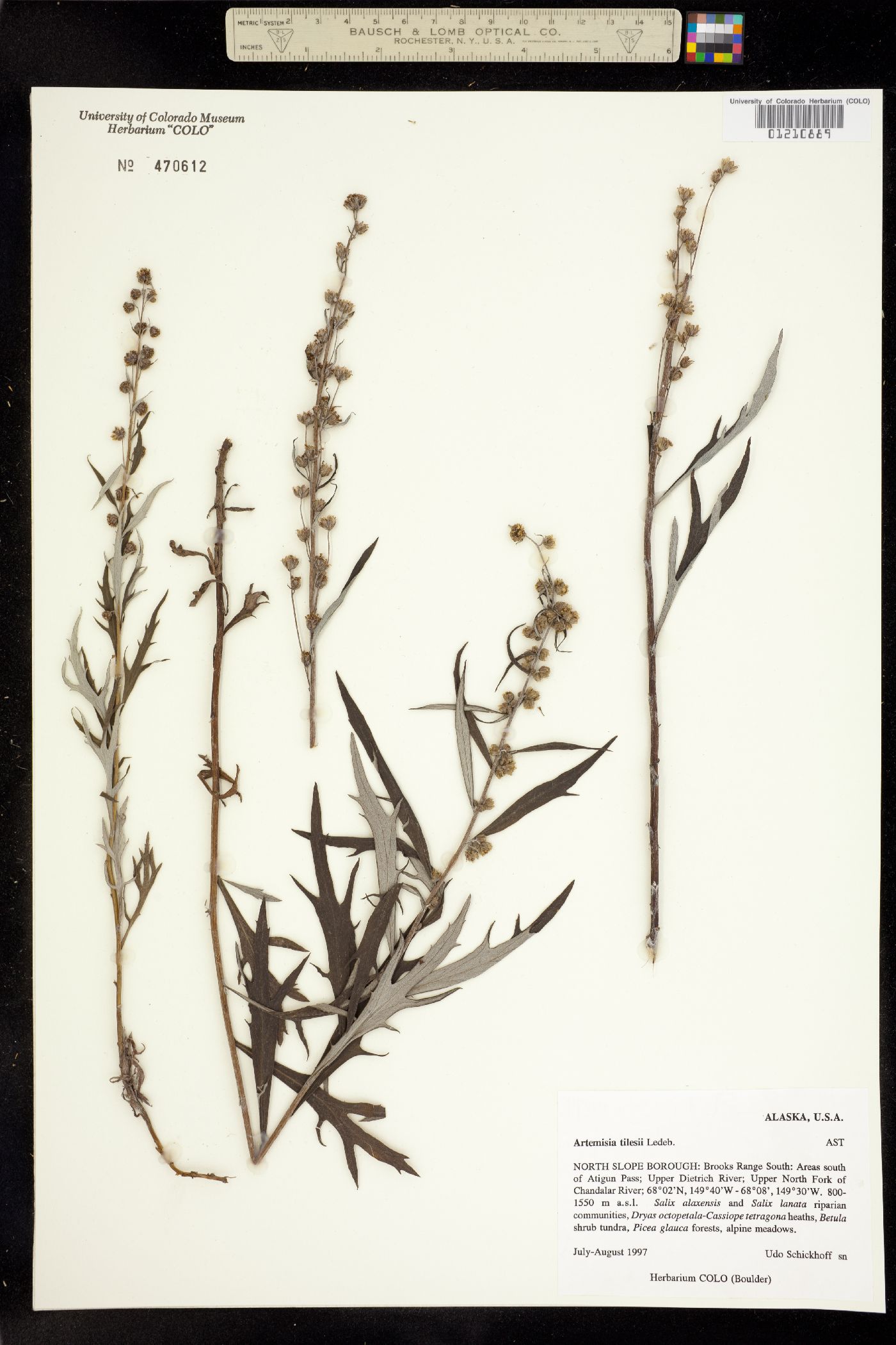 Artemisia tilesii image