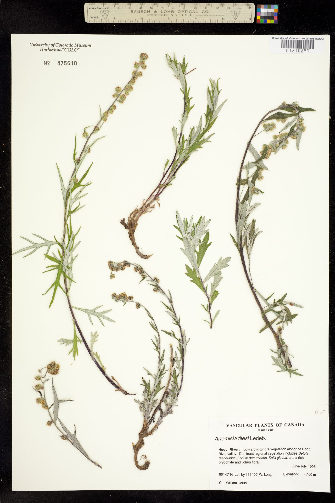 Artemisia tilesii image