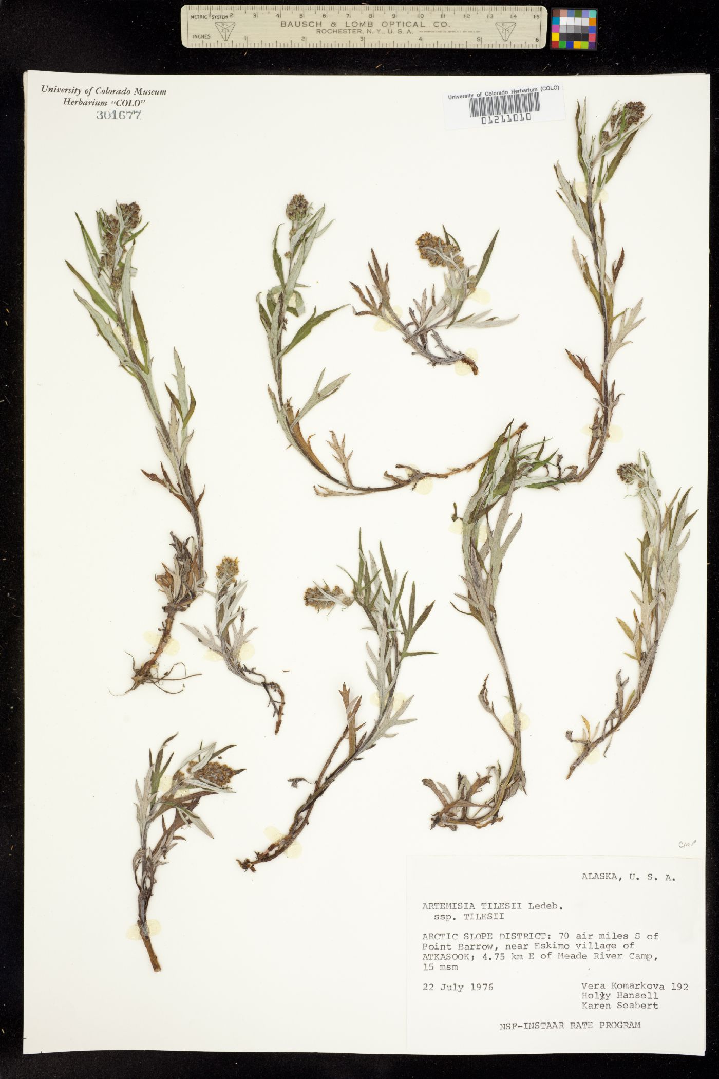 Artemisia tilesii image