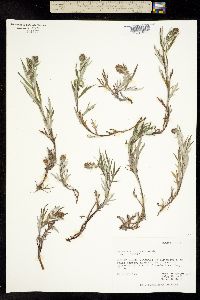 Image of Artemisia tilesii