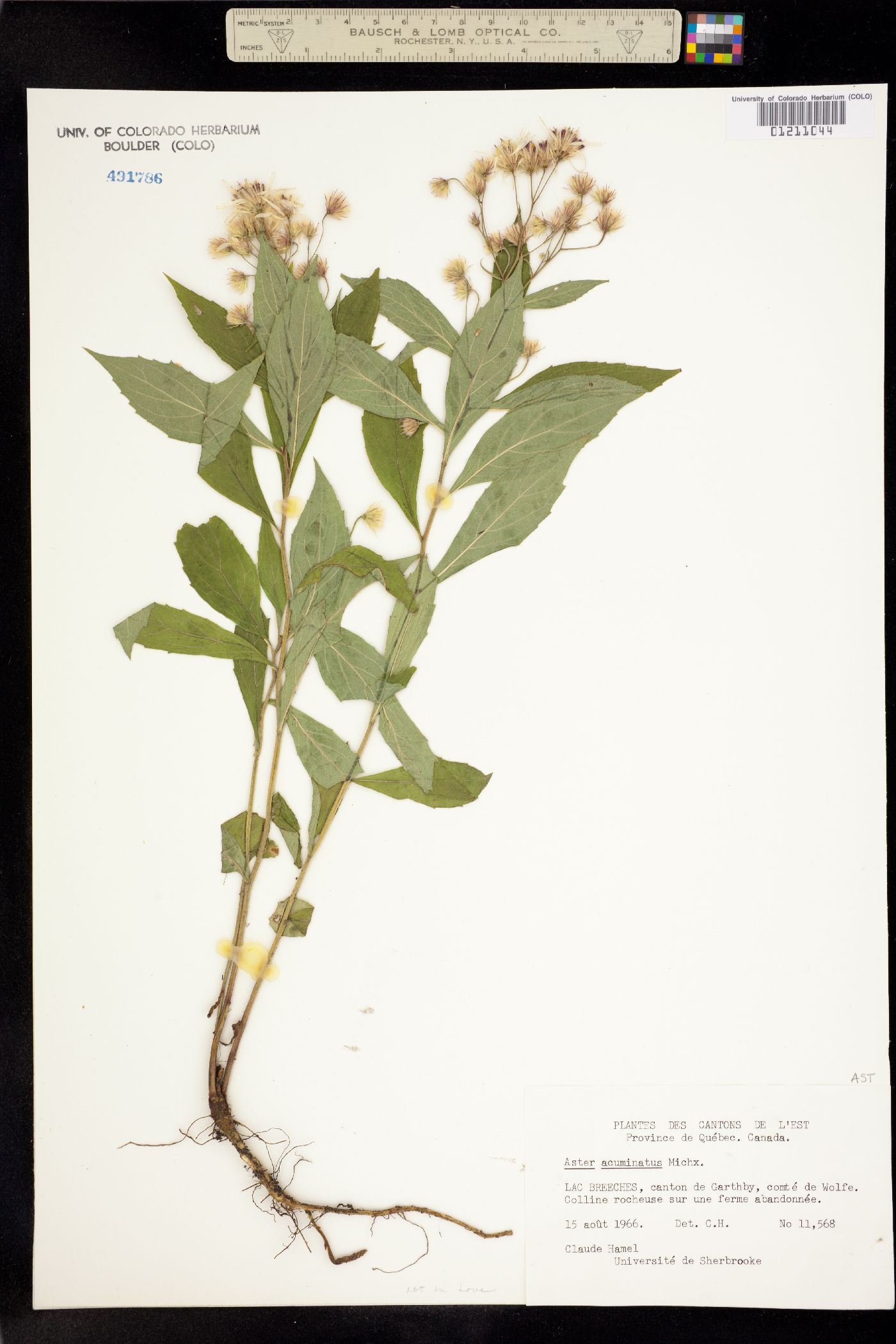 Aster acuminatus image