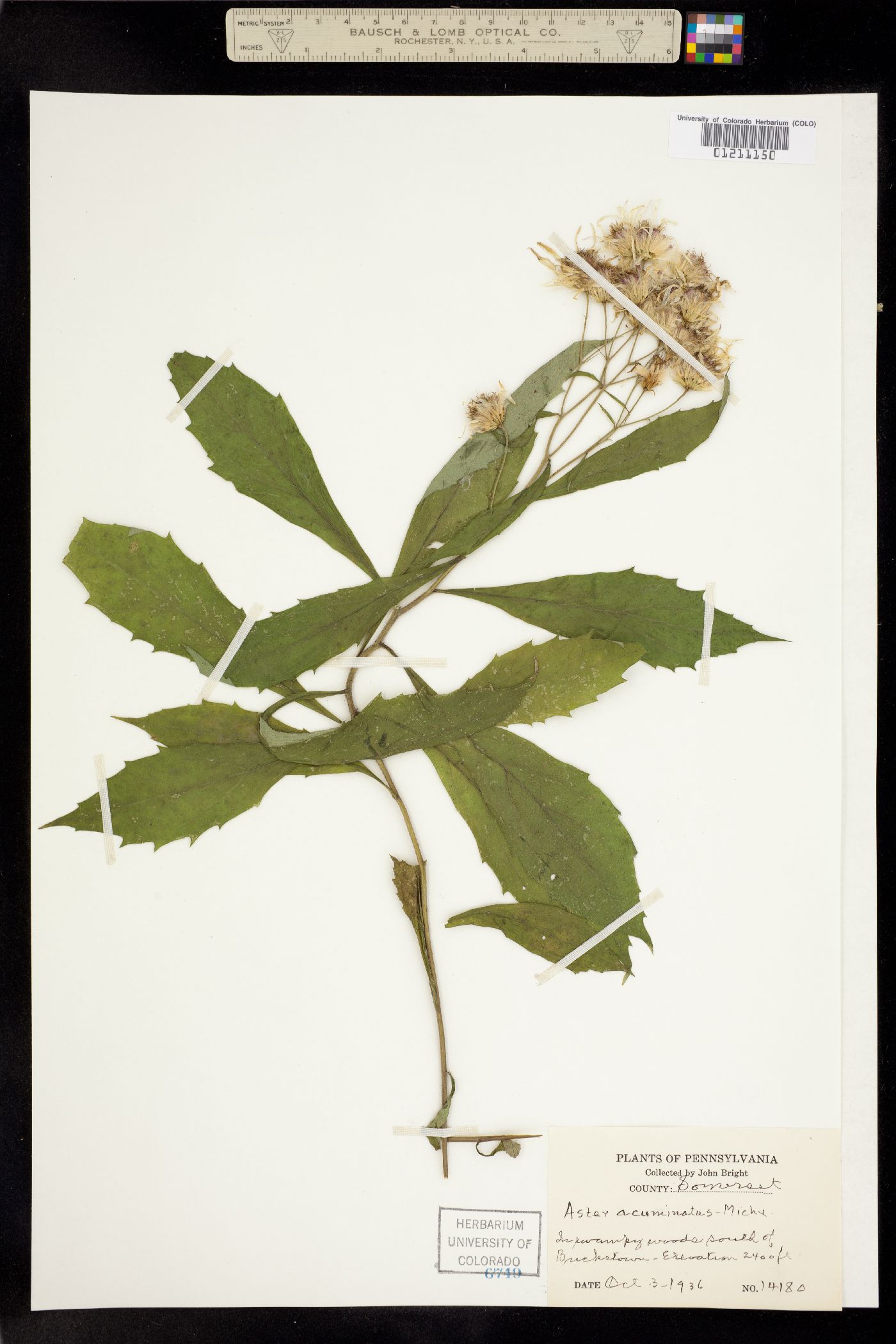Aster acuminatus image