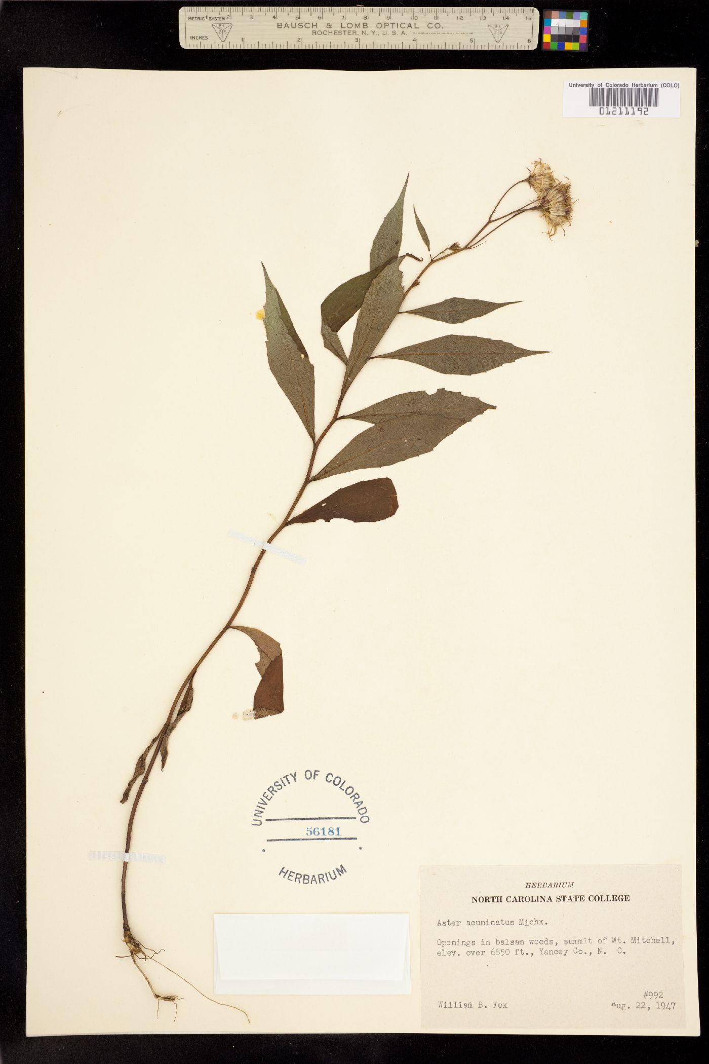 Aster acuminatus image