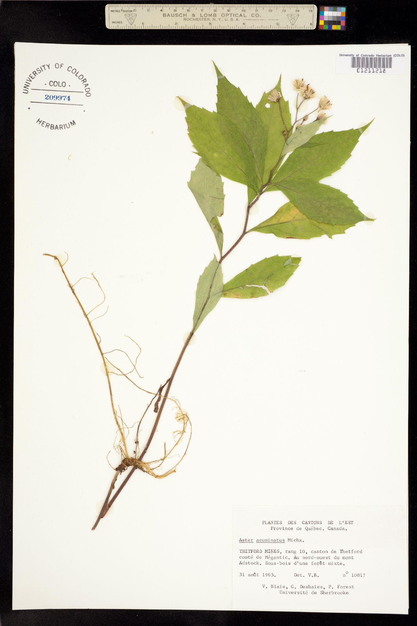 Aster acuminatus image