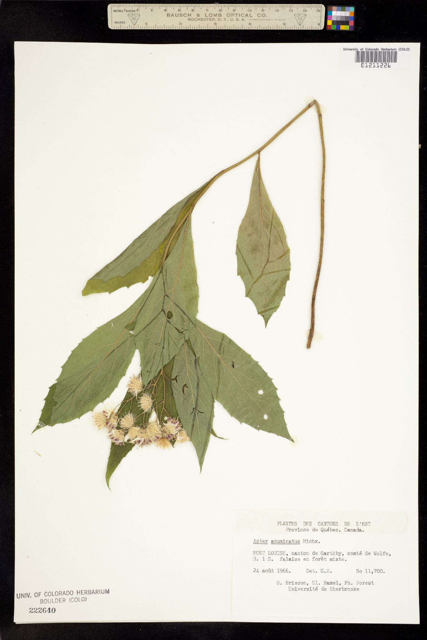 Aster acuminatus image