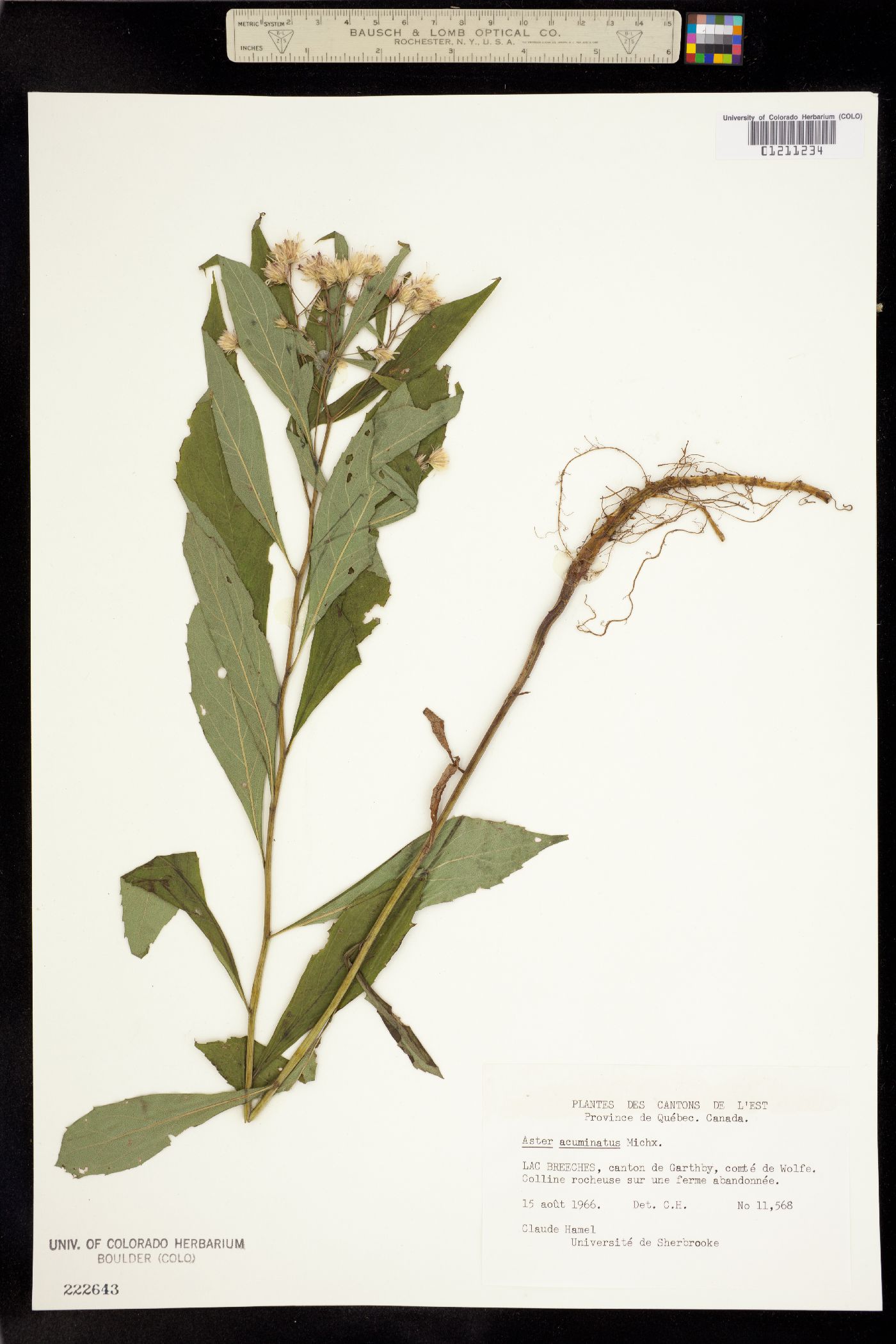 Aster acuminatus image