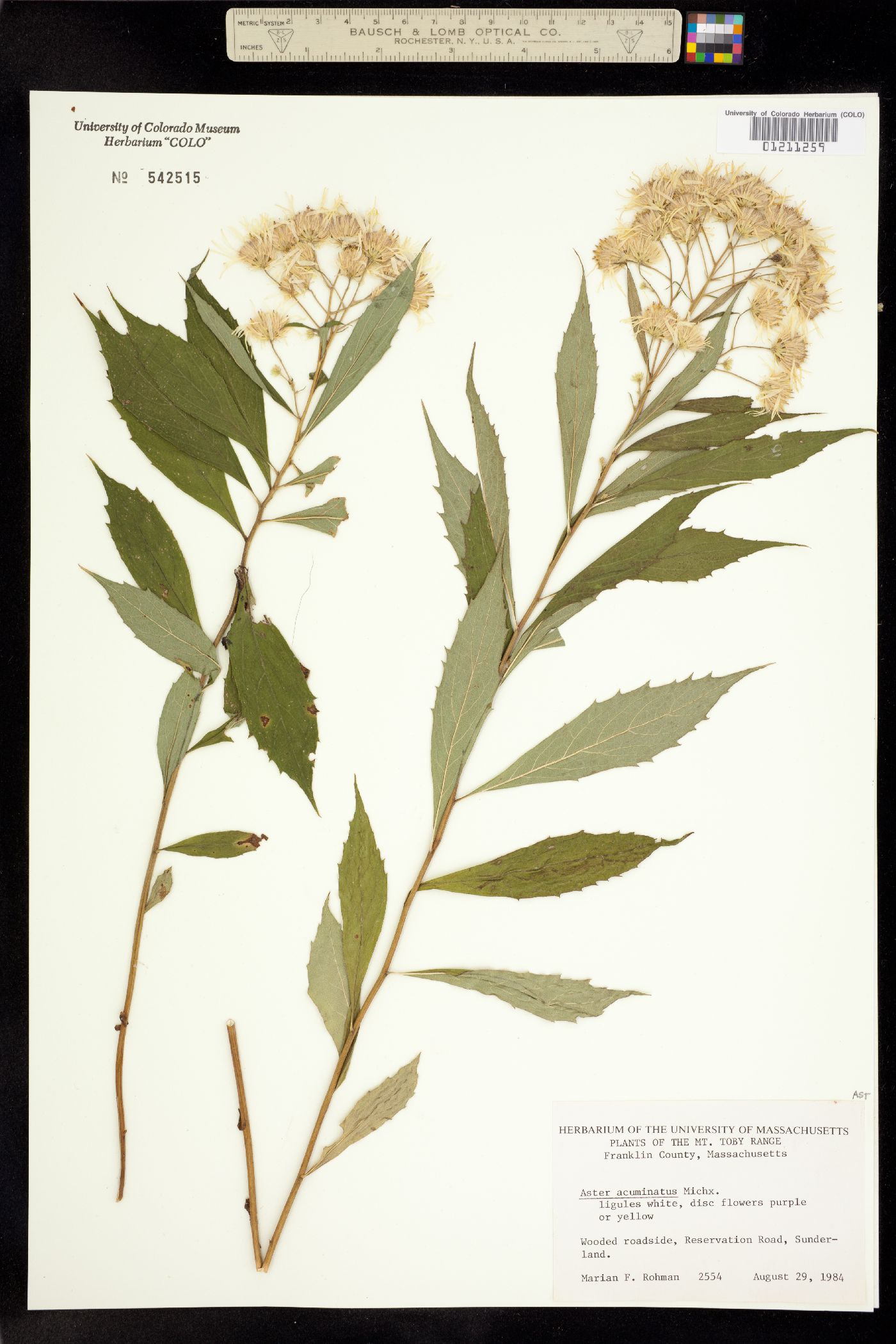 Aster acuminatus image