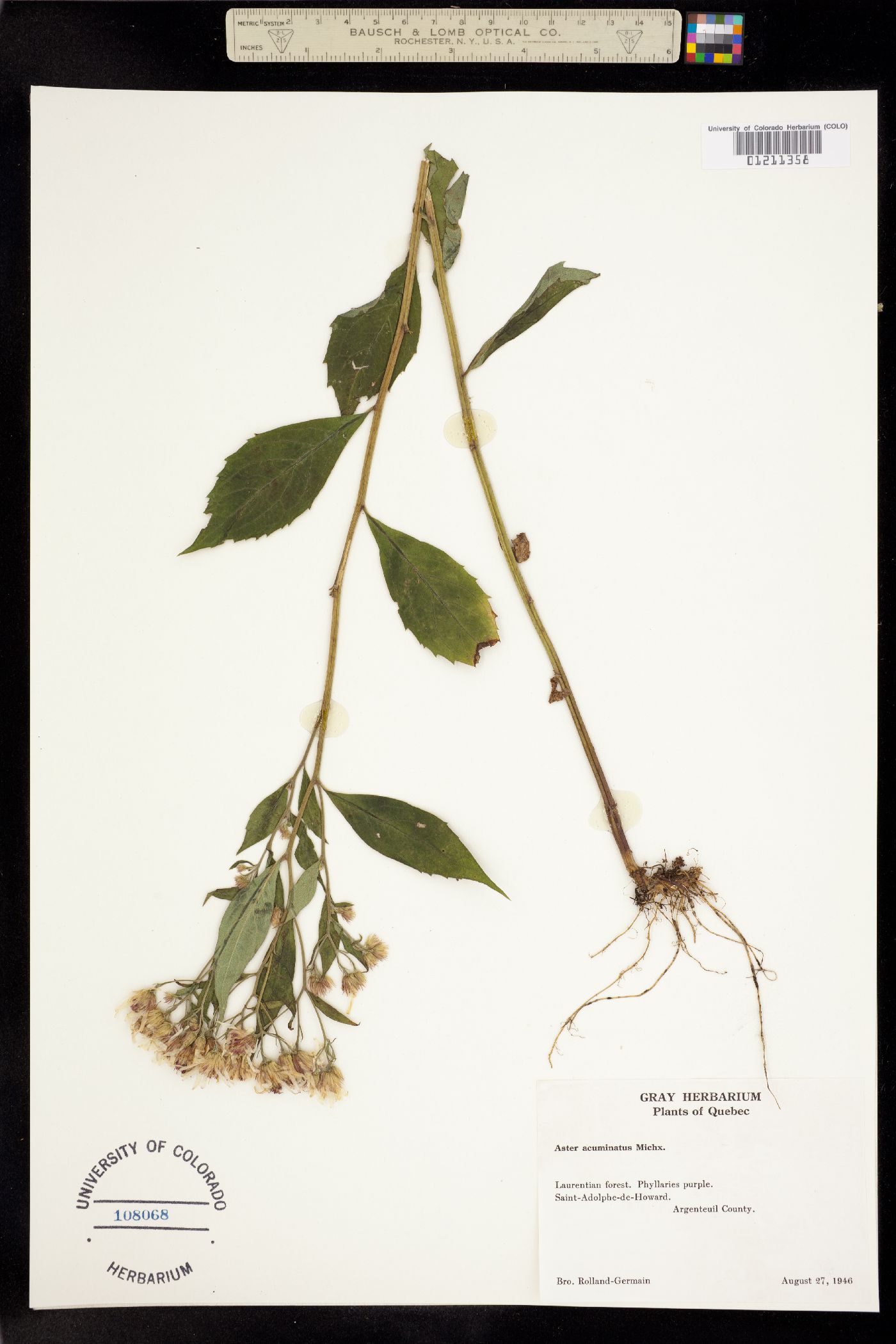 Aster acuminatus image