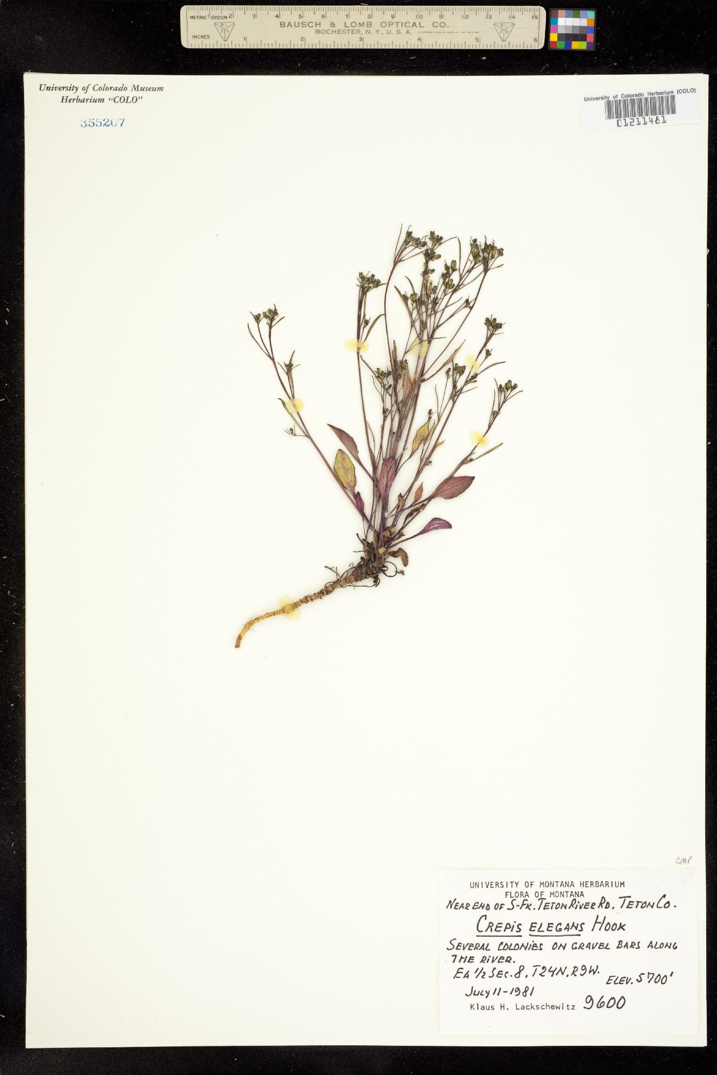 Crepis elegans image
