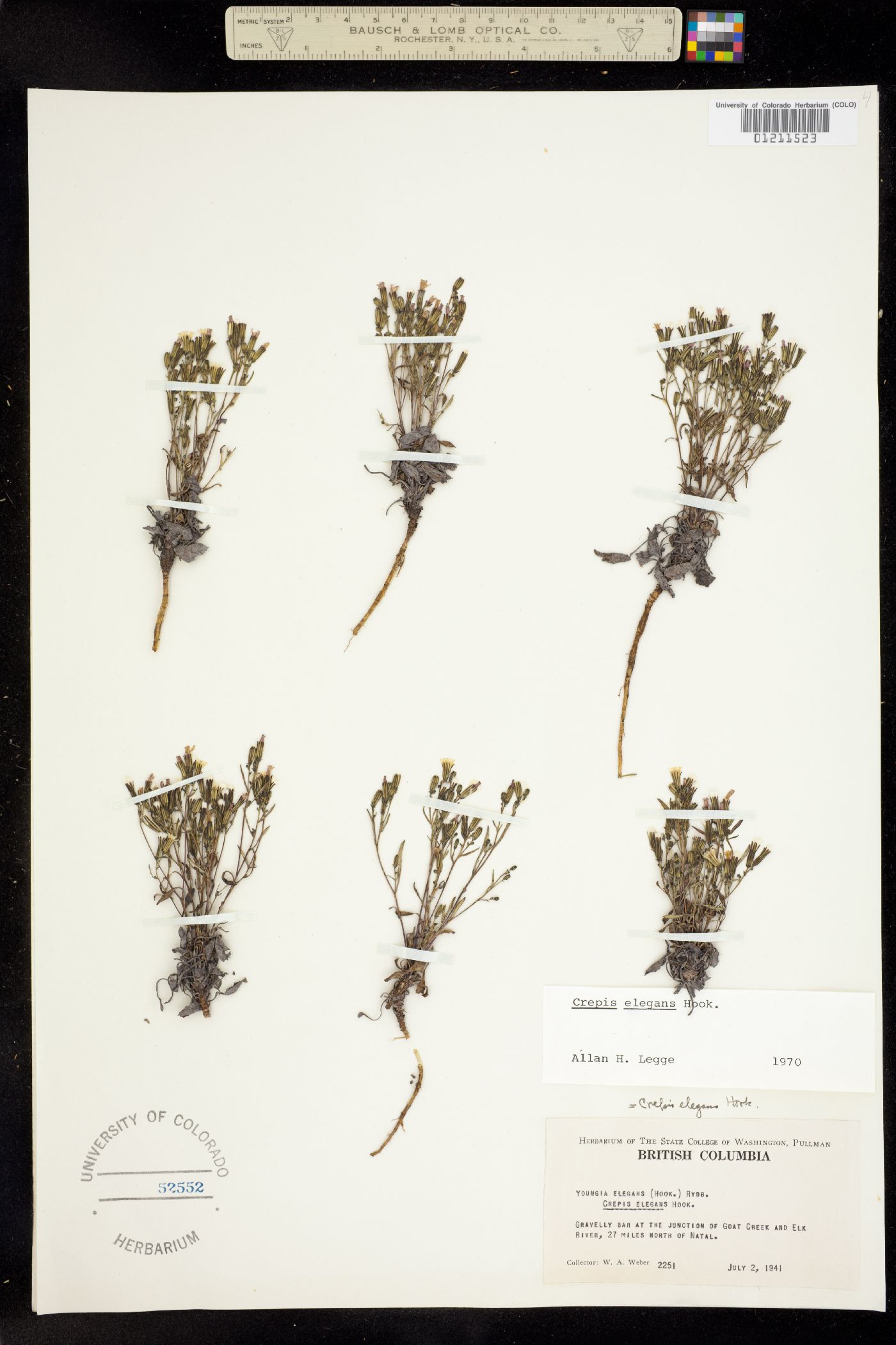 Crepis elegans image