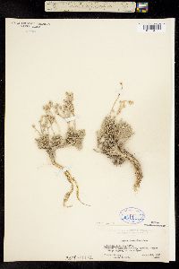 Image of Artemisia trifida