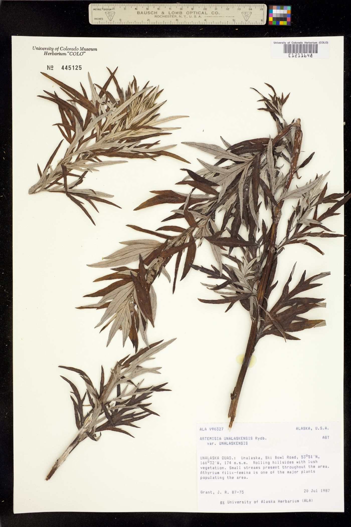 Artemisia unalaskensis image