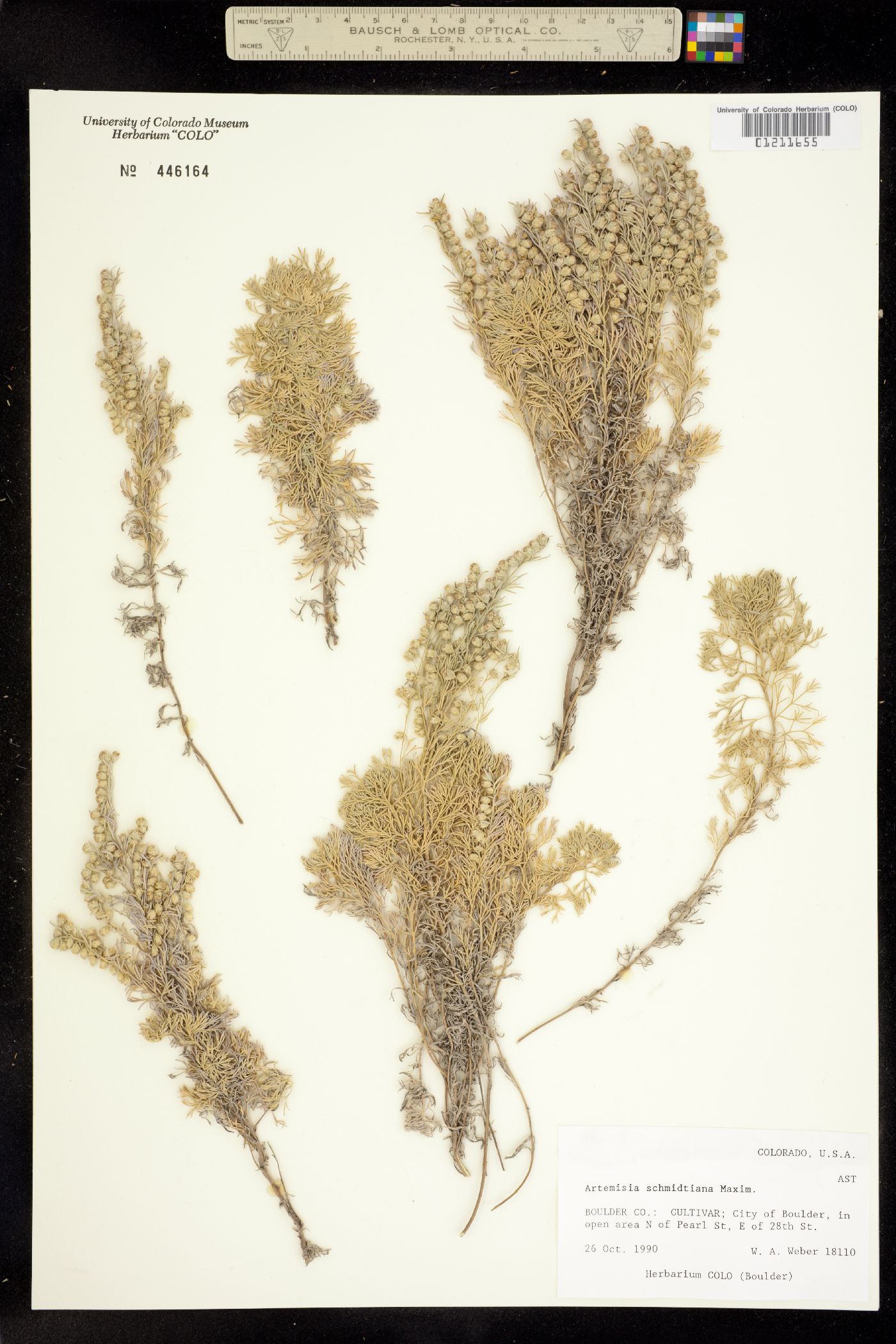 Artemisia schmidtiana image