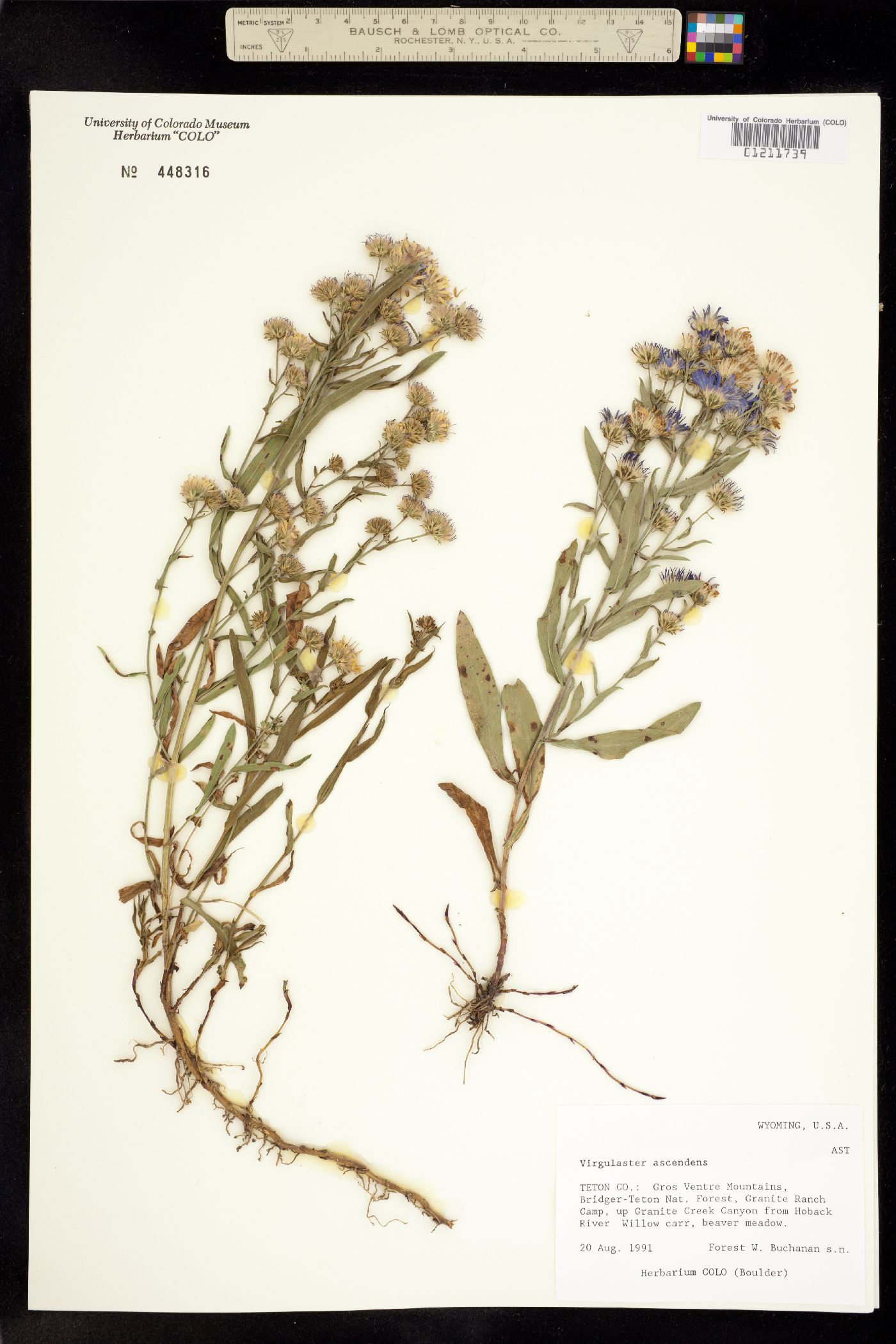 Symphyotrichum ascendens image