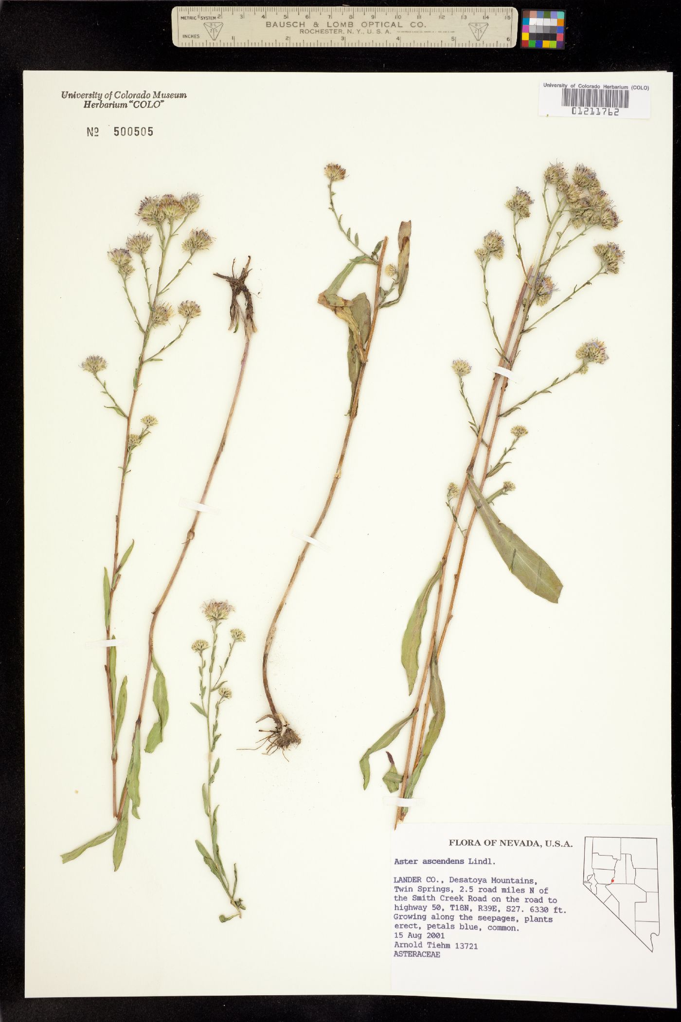 Symphyotrichum ascendens image