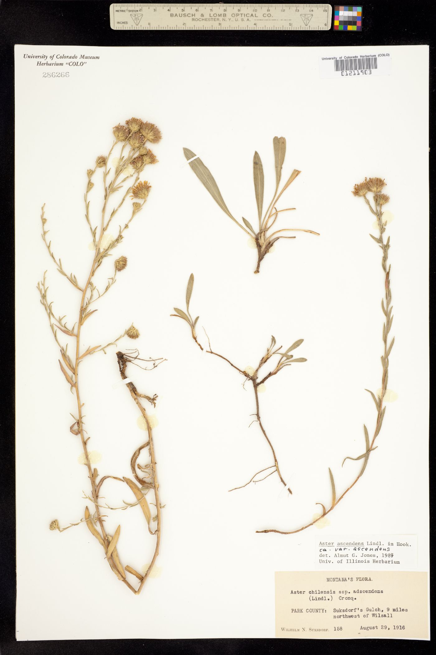 Symphyotrichum ascendens image