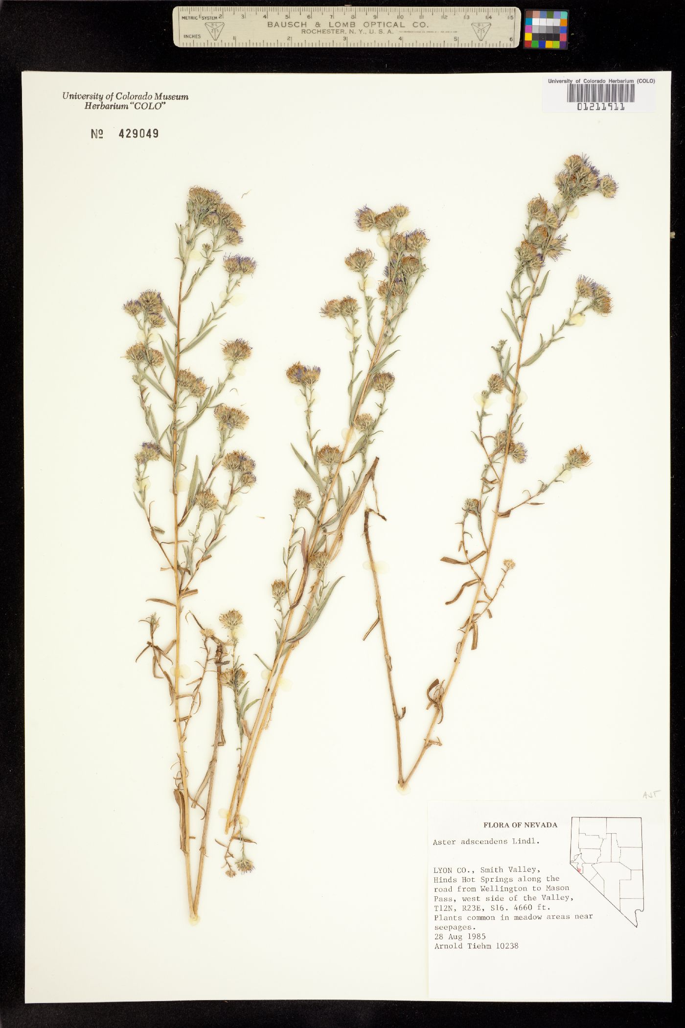 Symphyotrichum ascendens image
