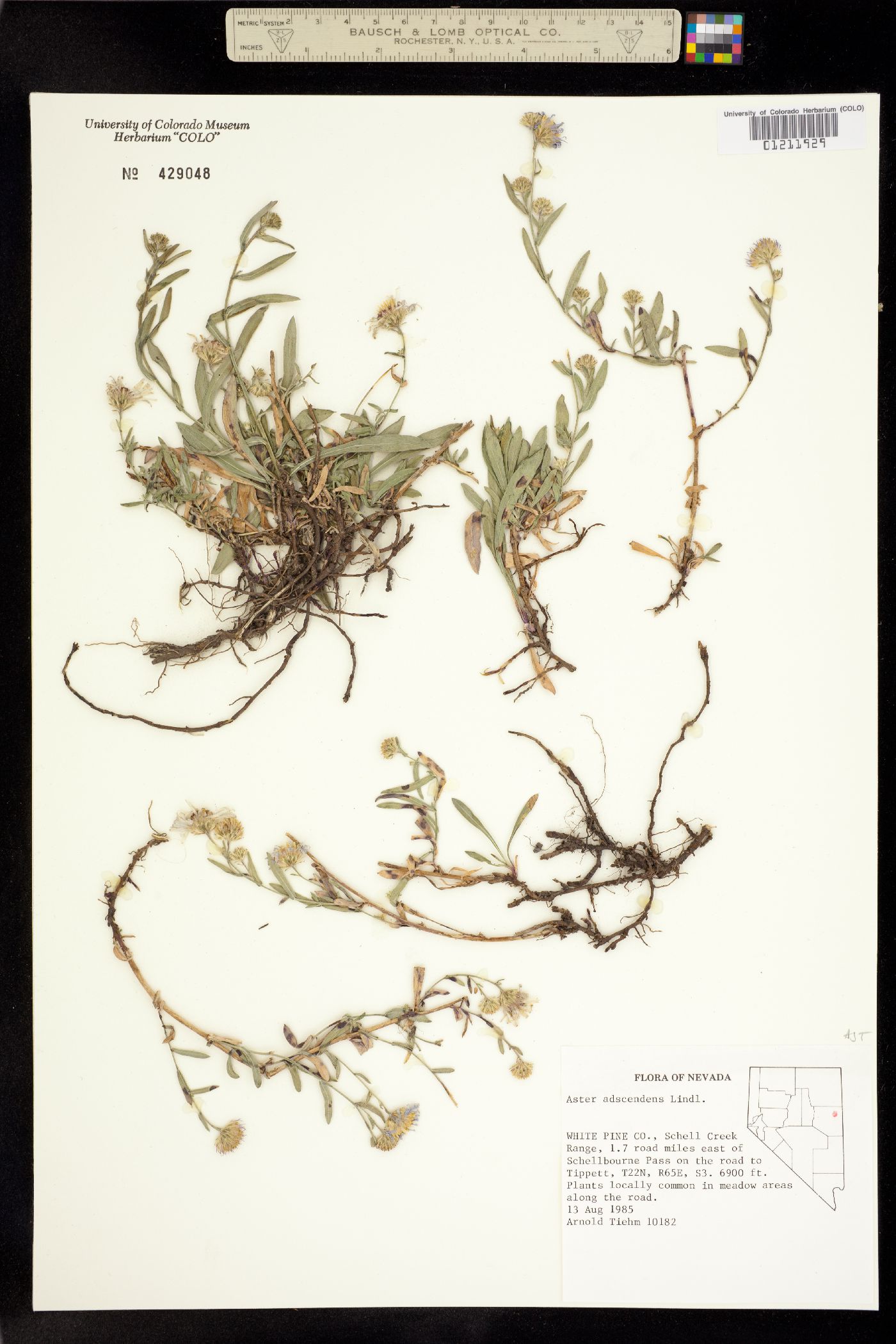 Symphyotrichum ascendens image