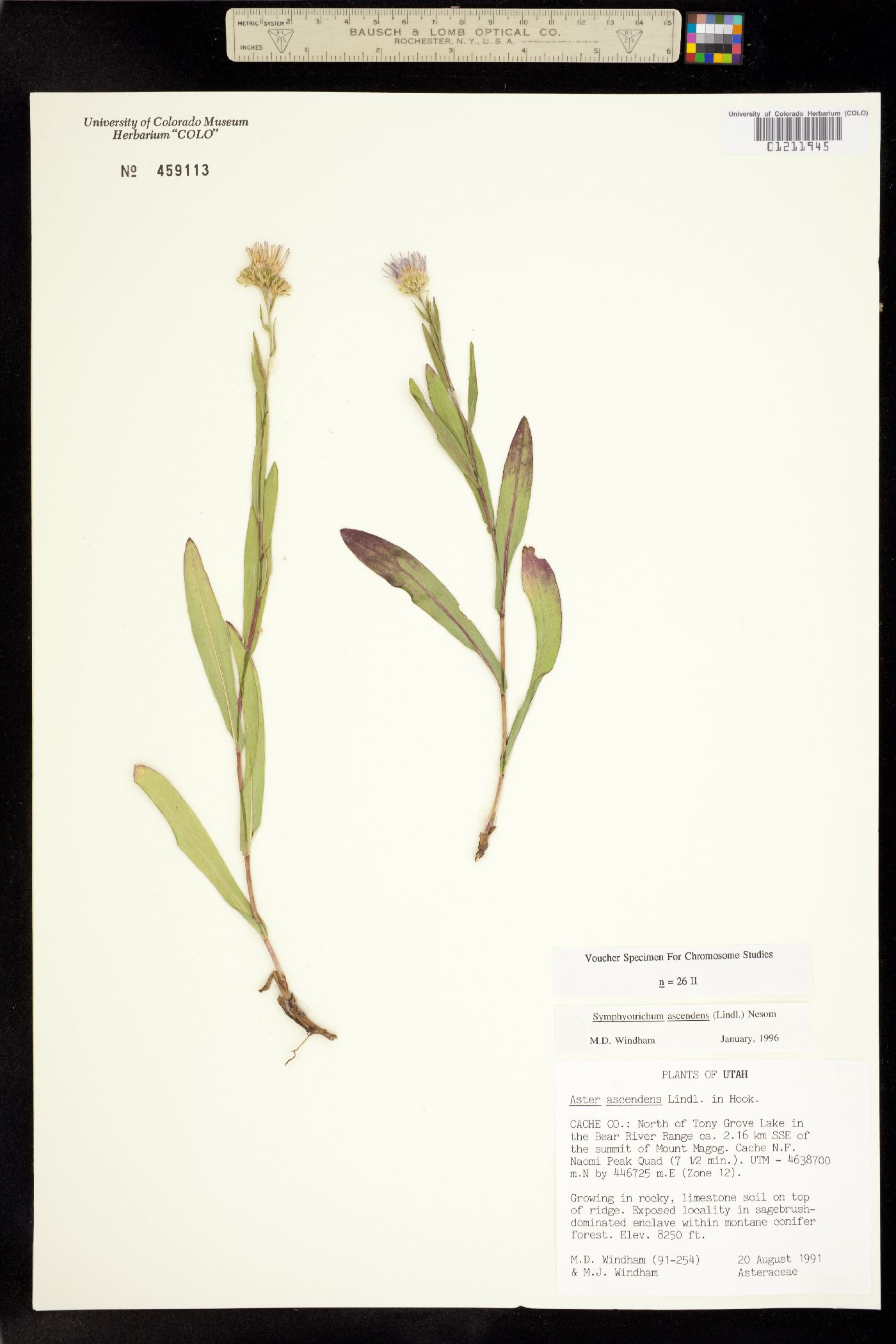 Symphyotrichum ascendens image