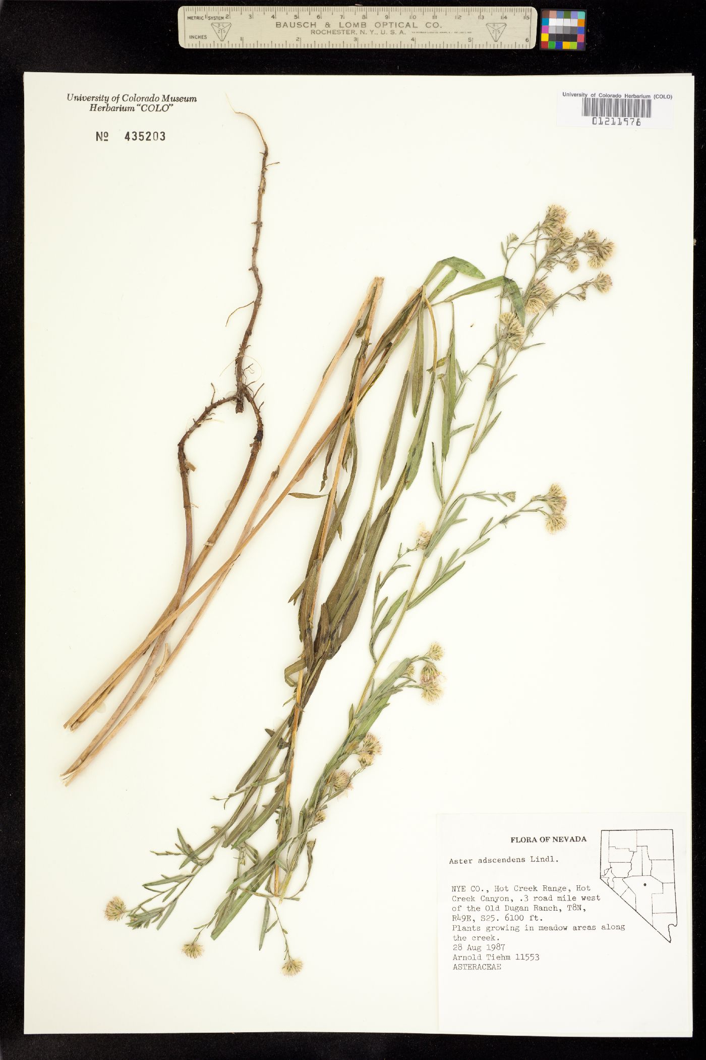 Symphyotrichum ascendens image