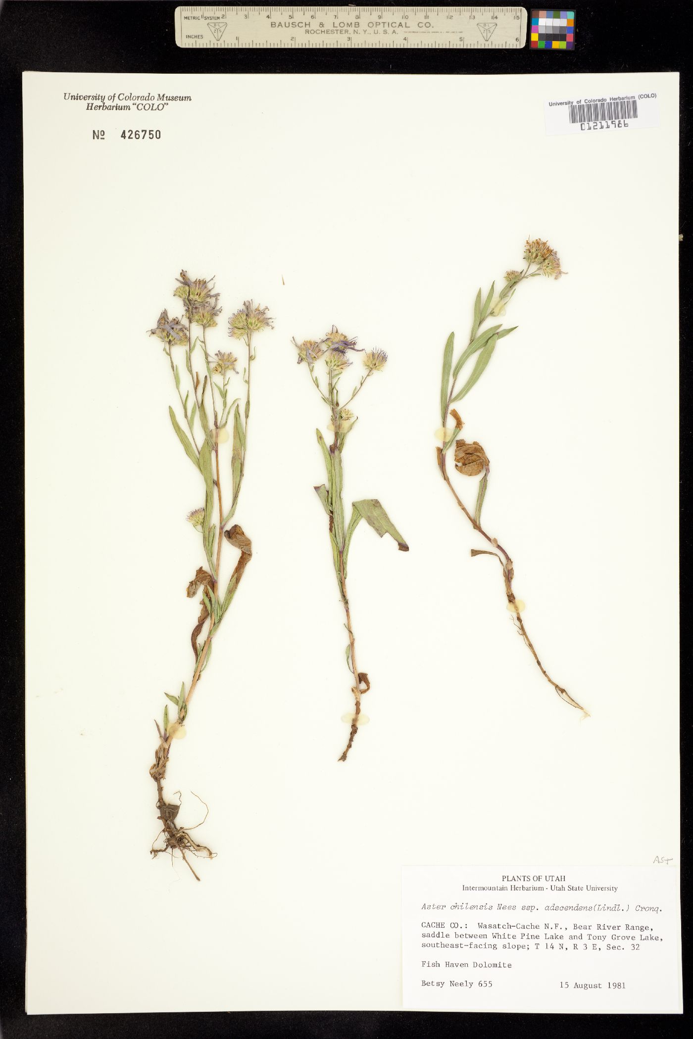 Symphyotrichum ascendens image