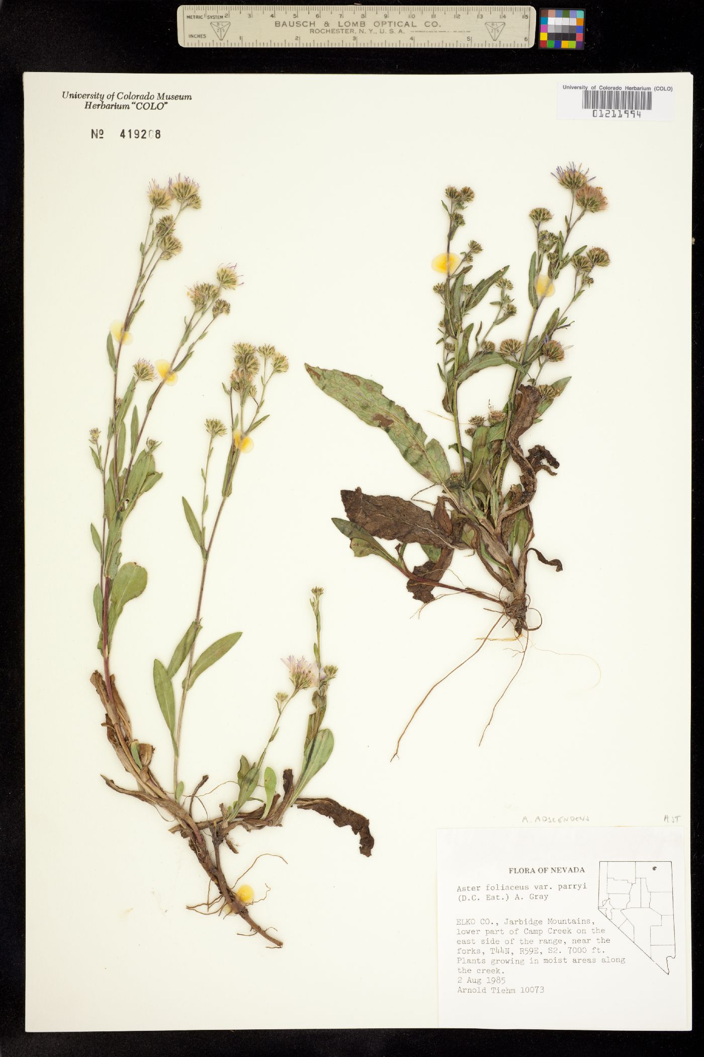 Symphyotrichum ascendens image