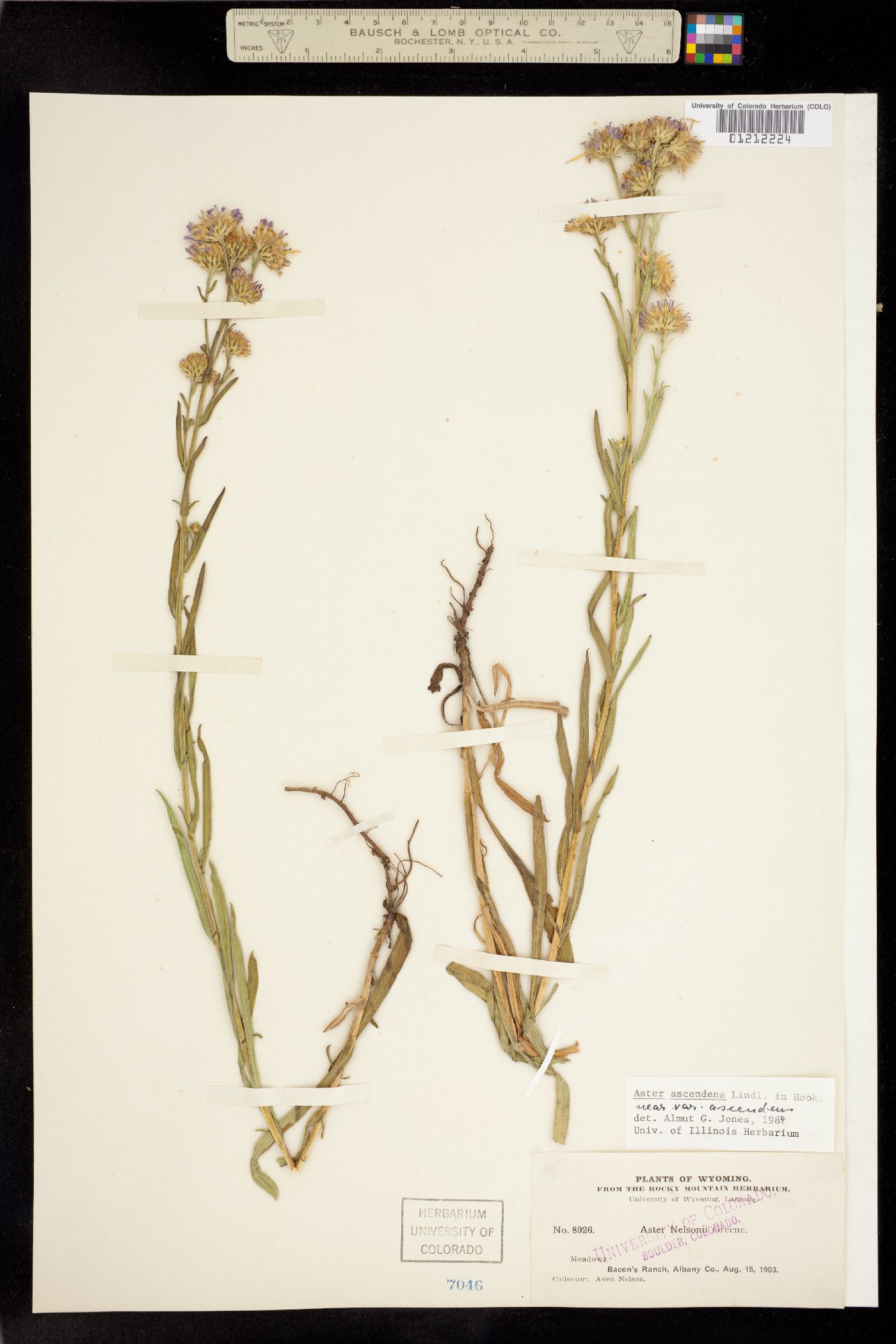 Symphyotrichum ascendens image