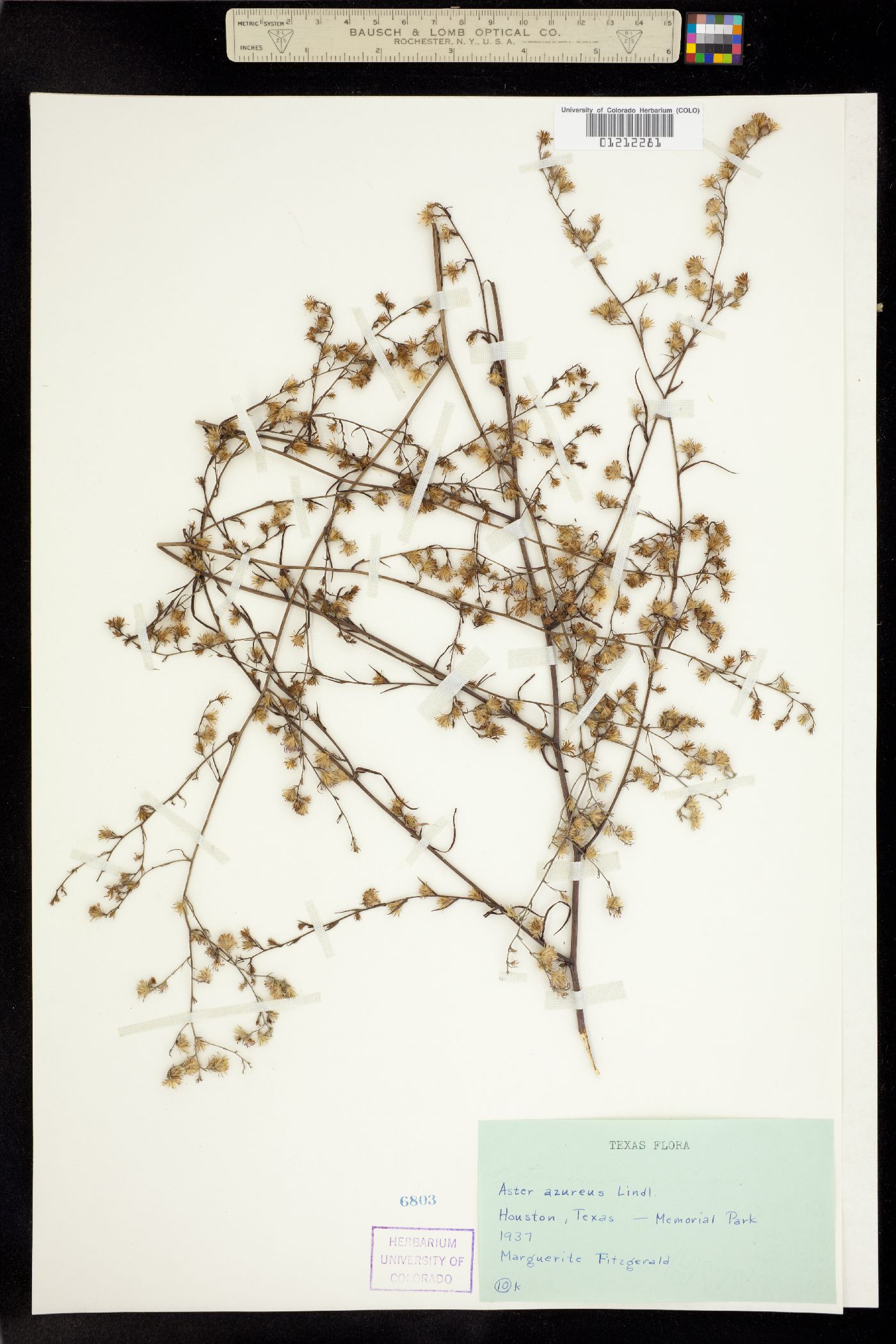 Symphyotrichum oolentangiense image