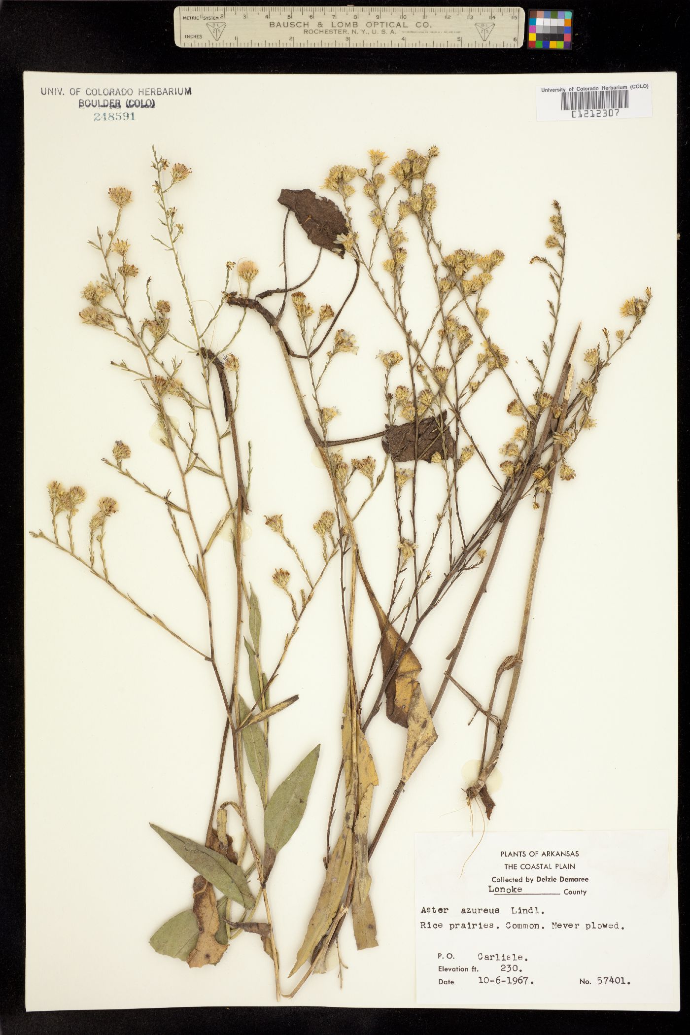 Symphyotrichum oolentangiense image