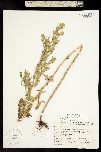 Symphyotrichum ascendens image
