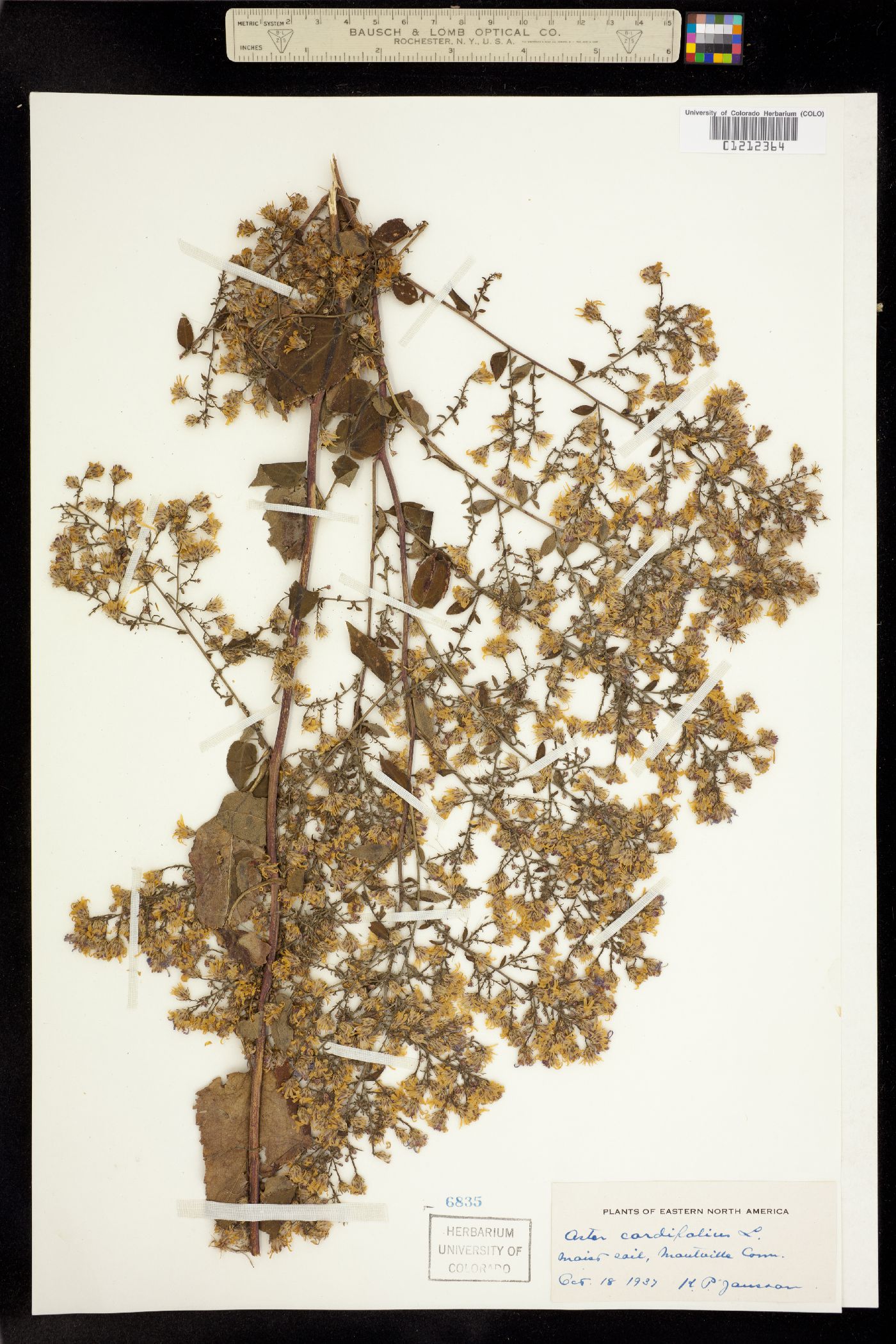 Symphyotrichum cordifolium image