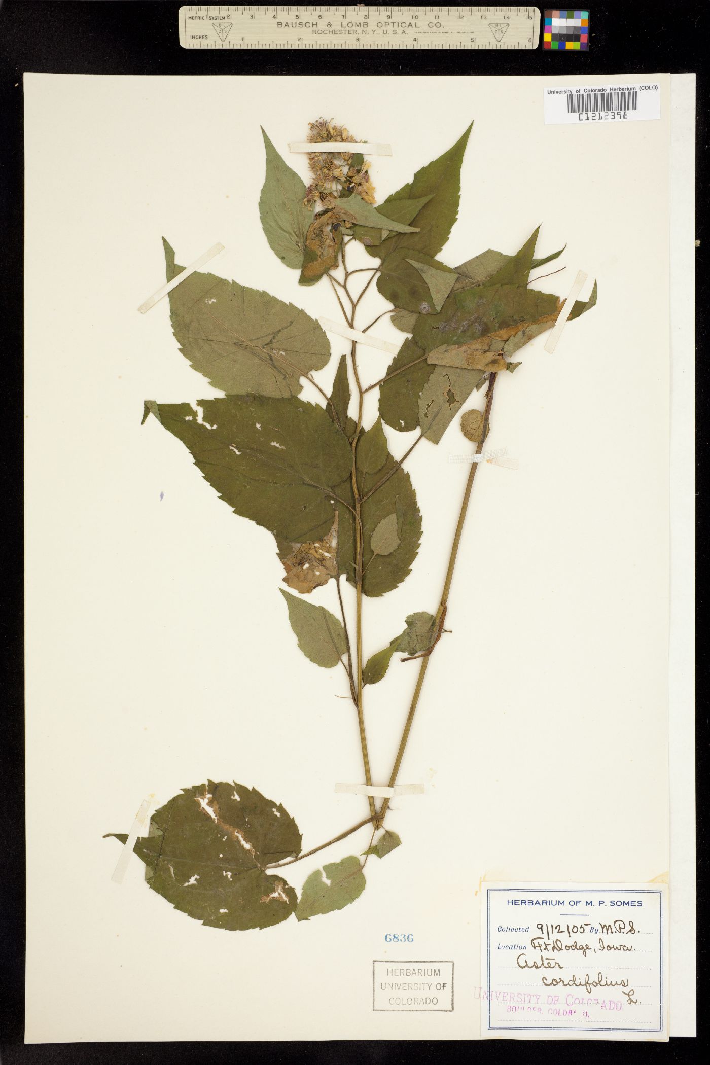 Symphyotrichum cordifolium image