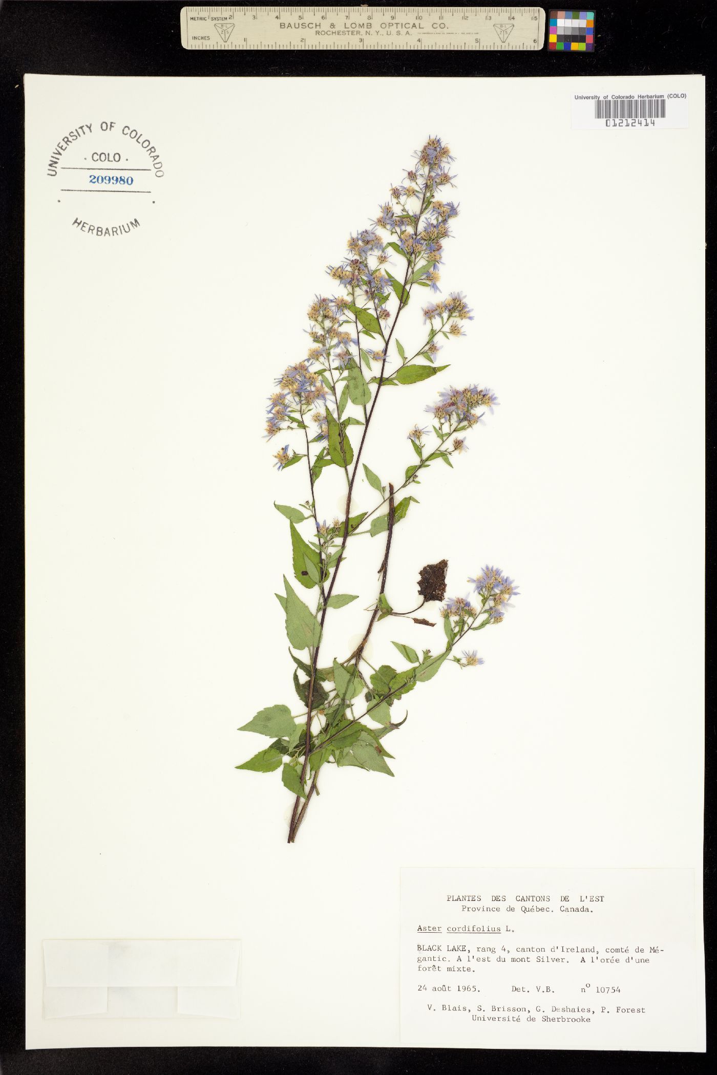 Symphyotrichum cordifolium image