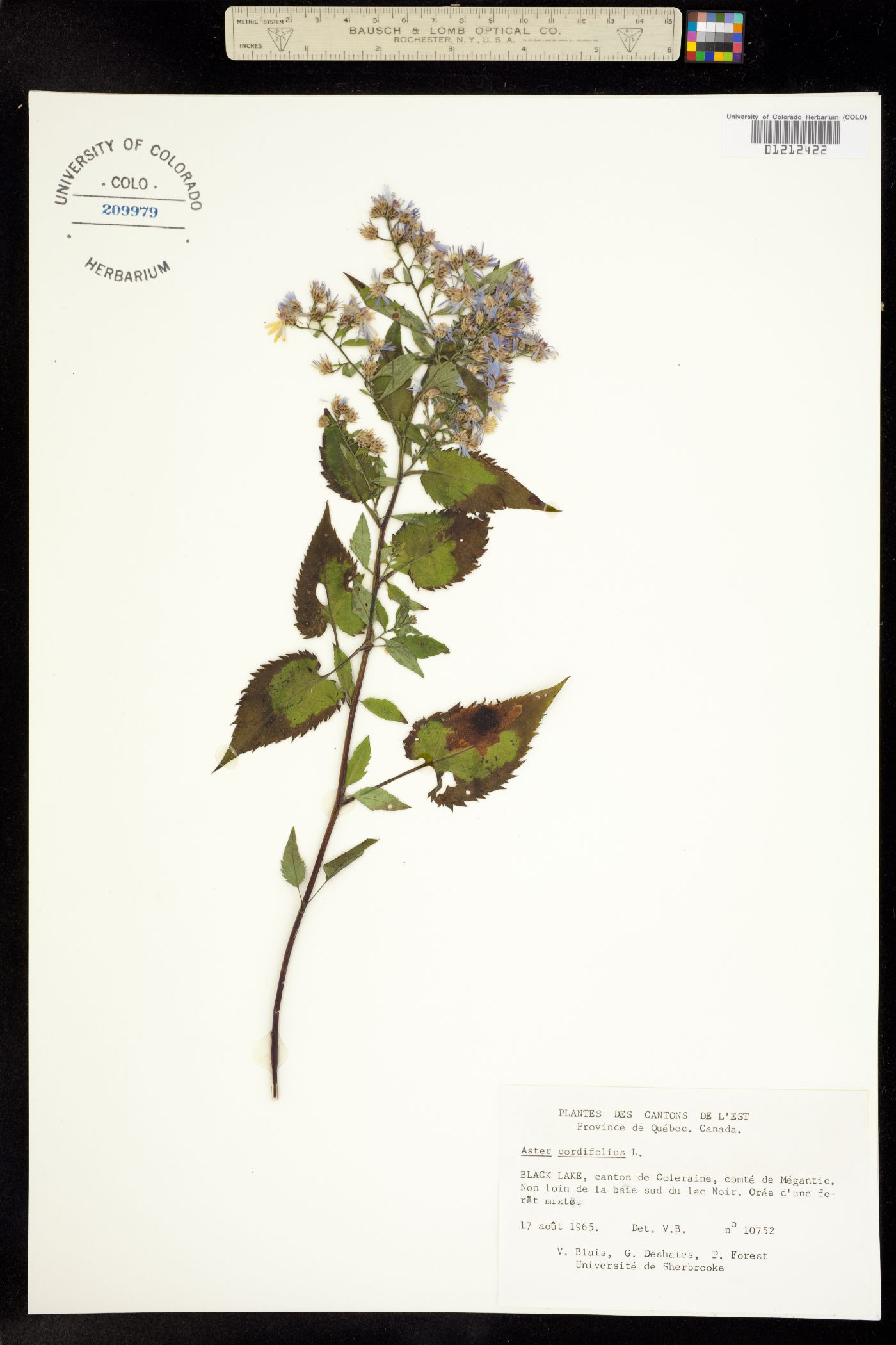 Symphyotrichum cordifolium image