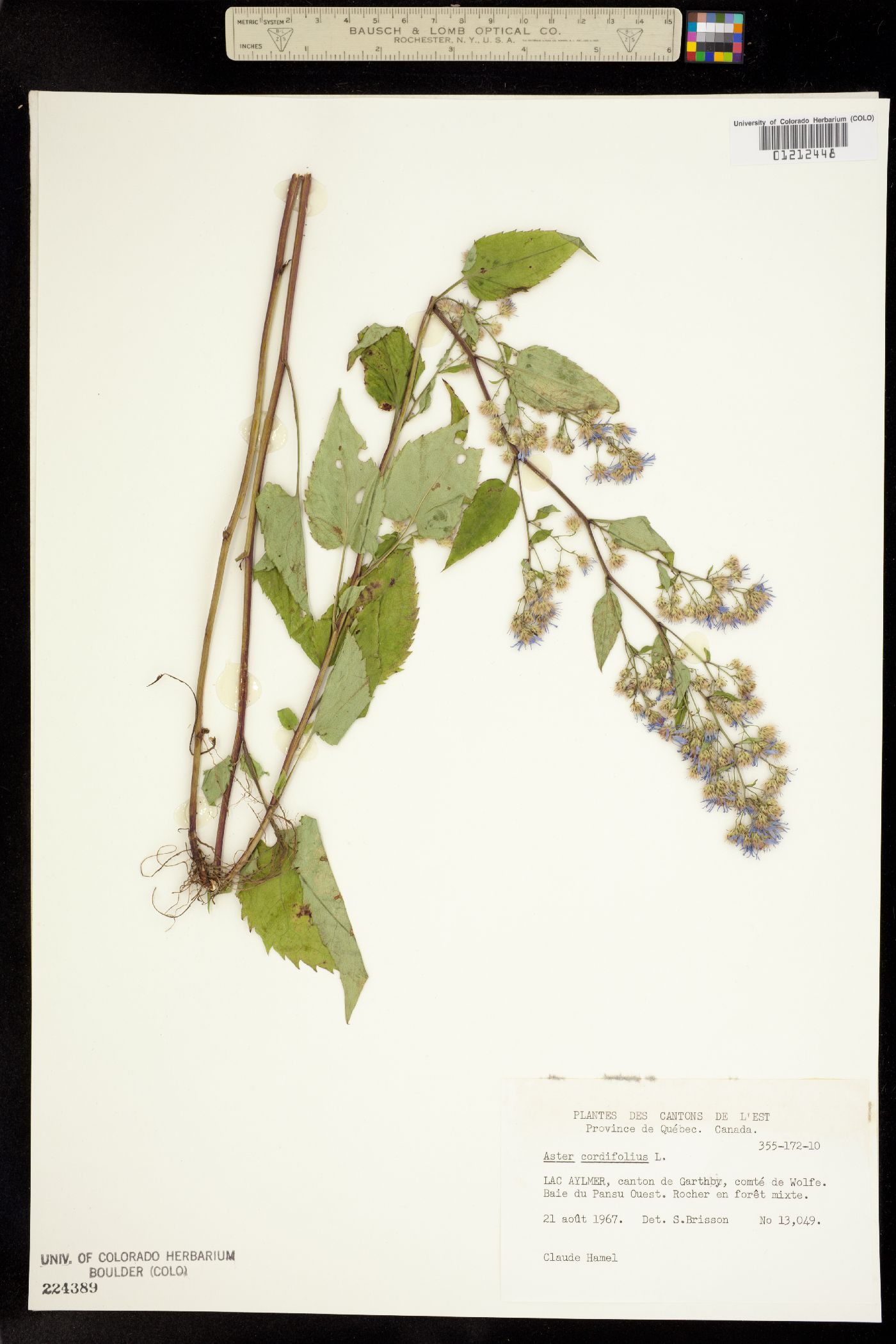 Symphyotrichum cordifolium image