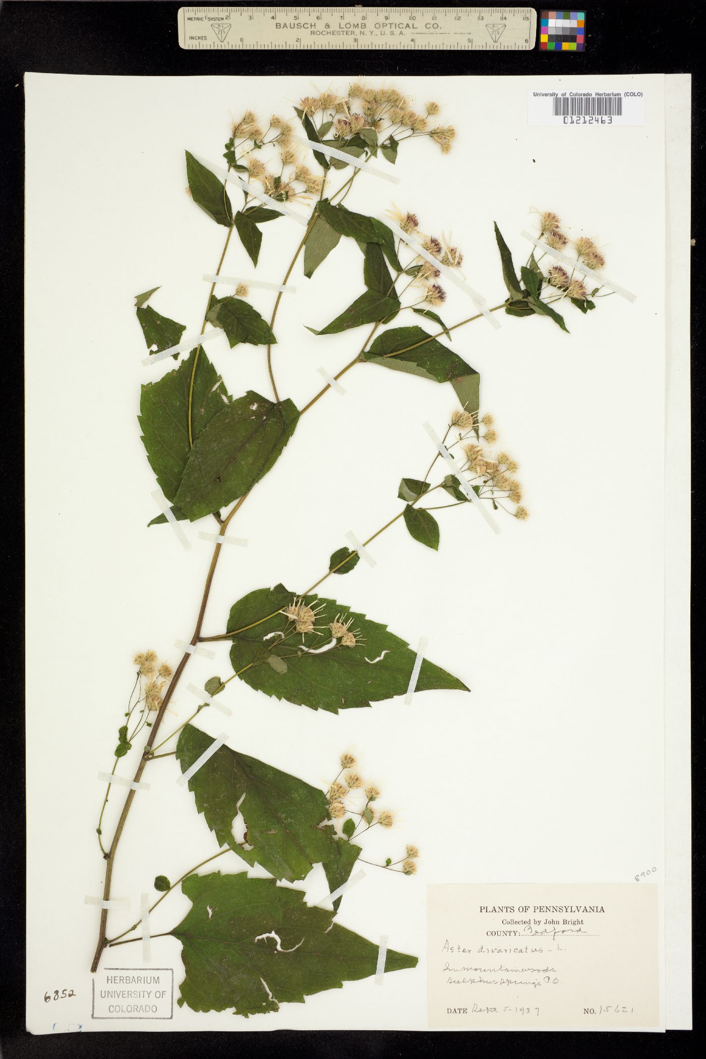 Aster divaricatus image