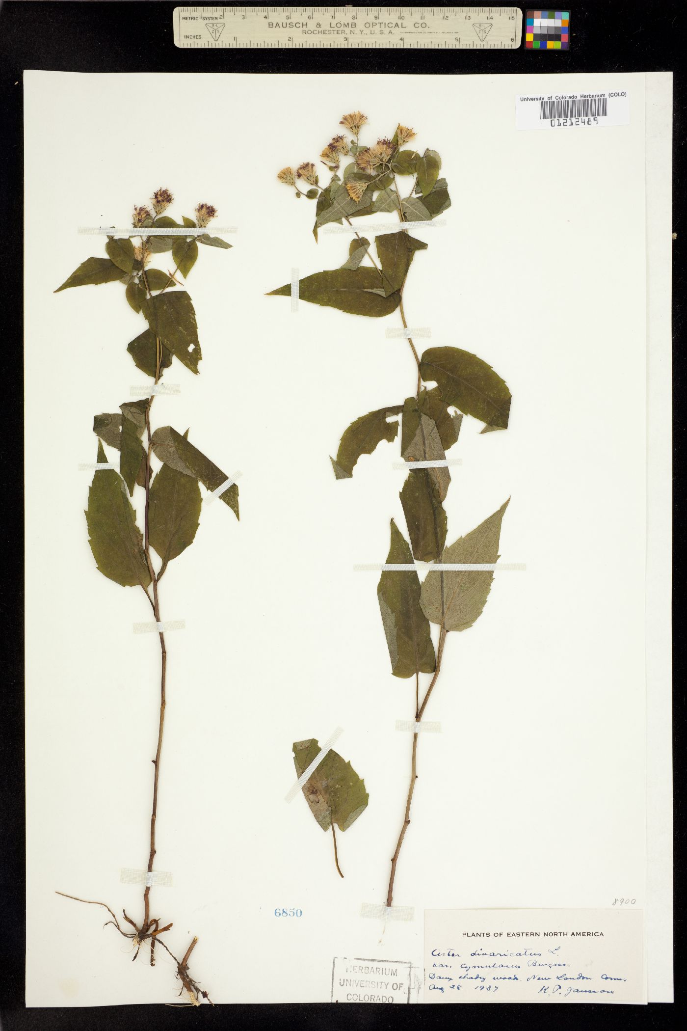 Aster divaricatus image