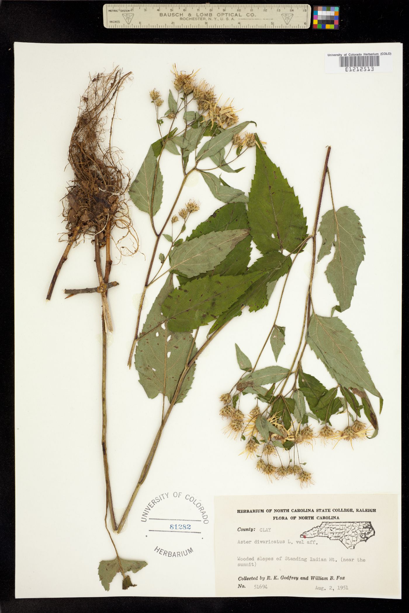 Aster divaricatus image