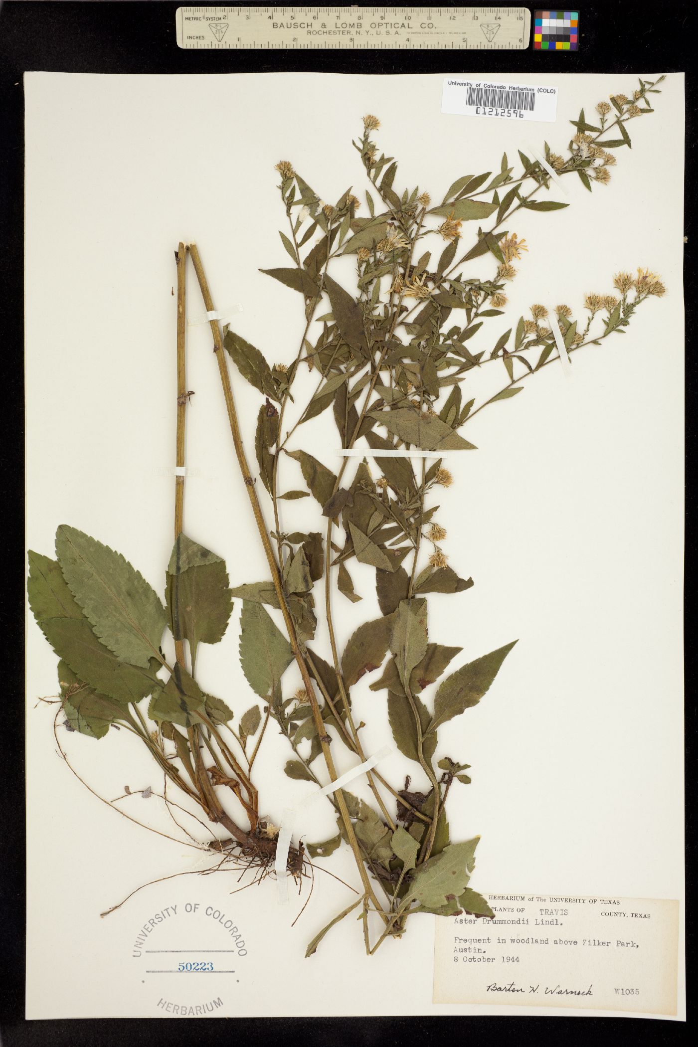 Aster drummondii image