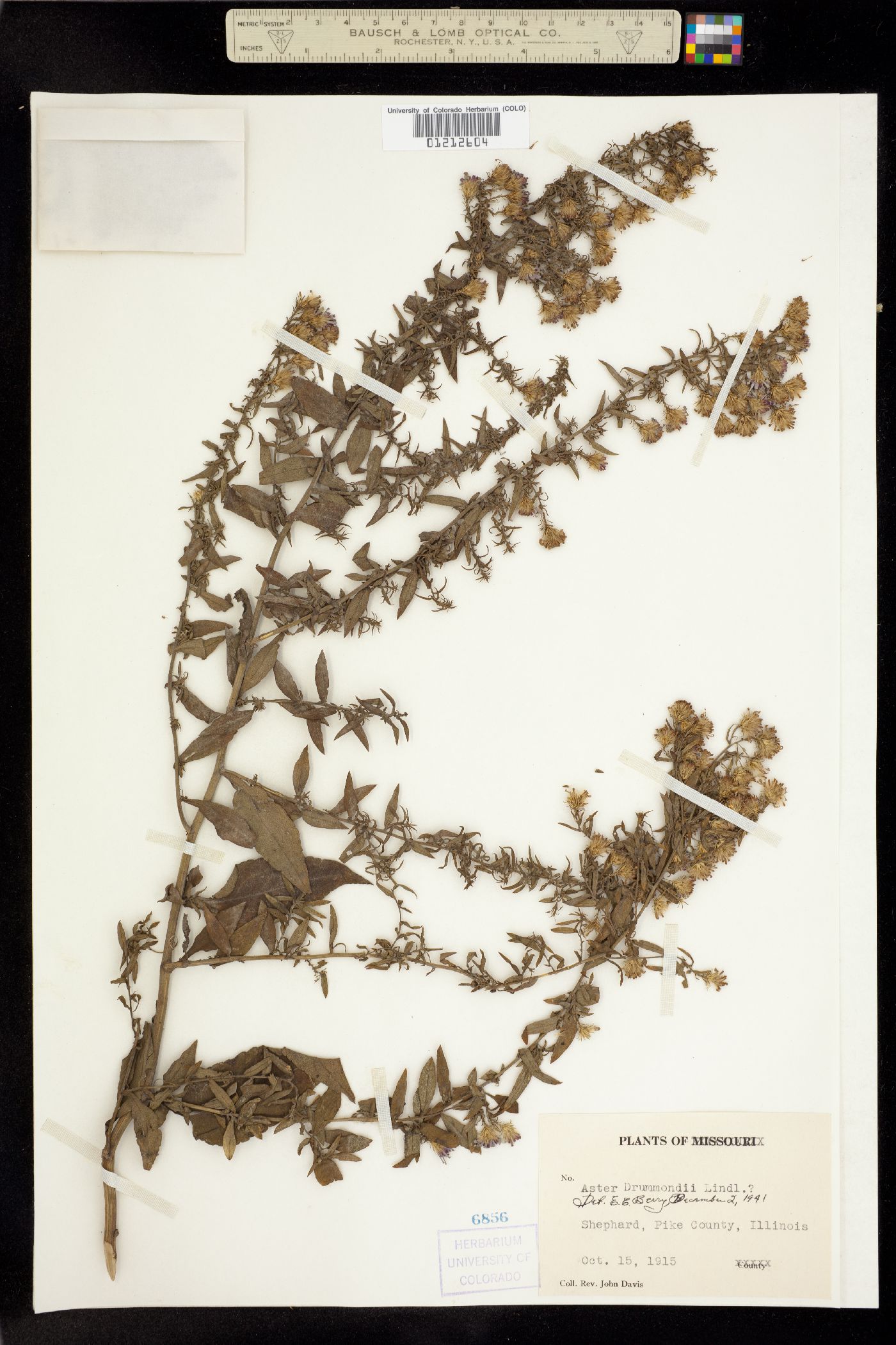 Aster drummondii image