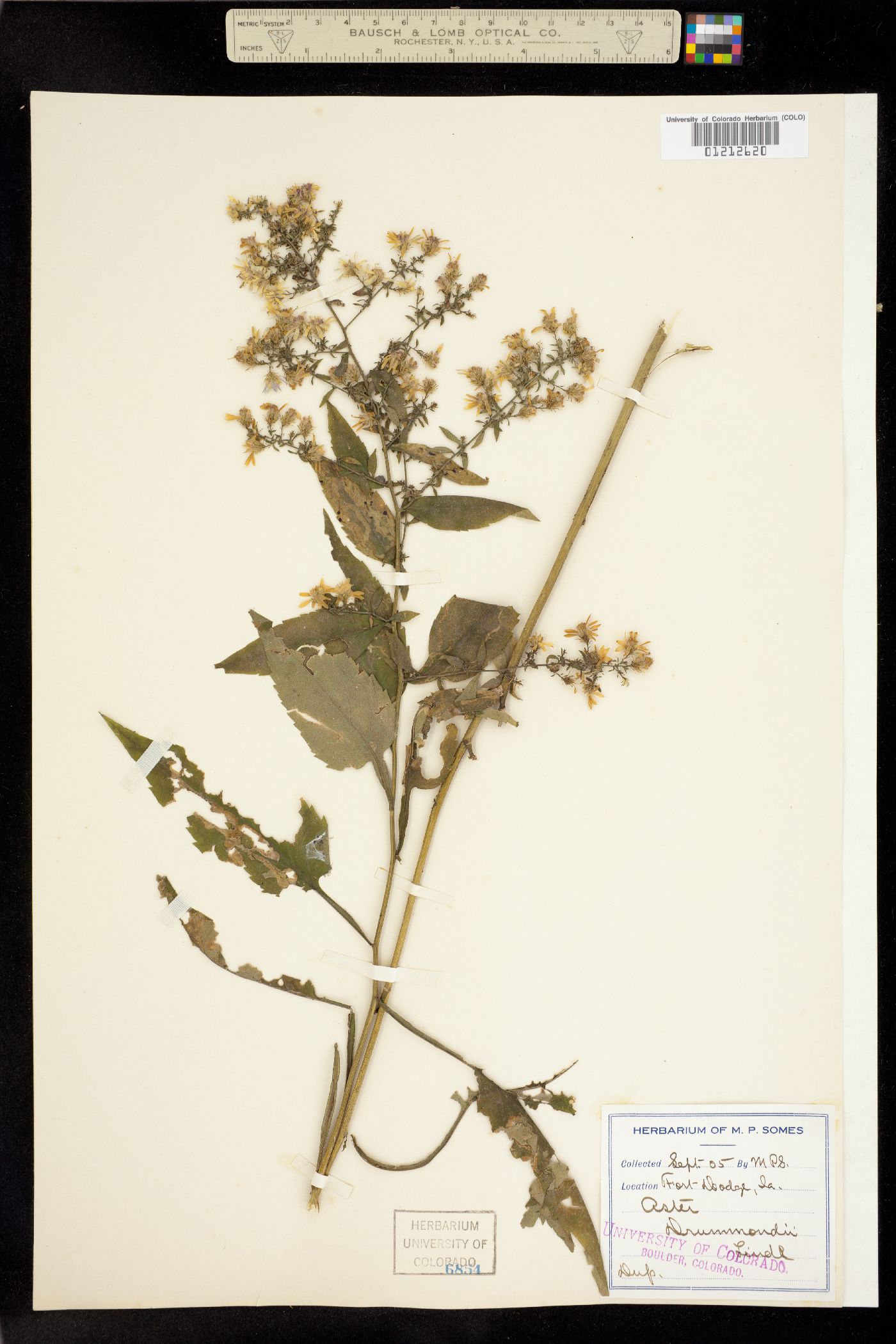 Aster drummondii image