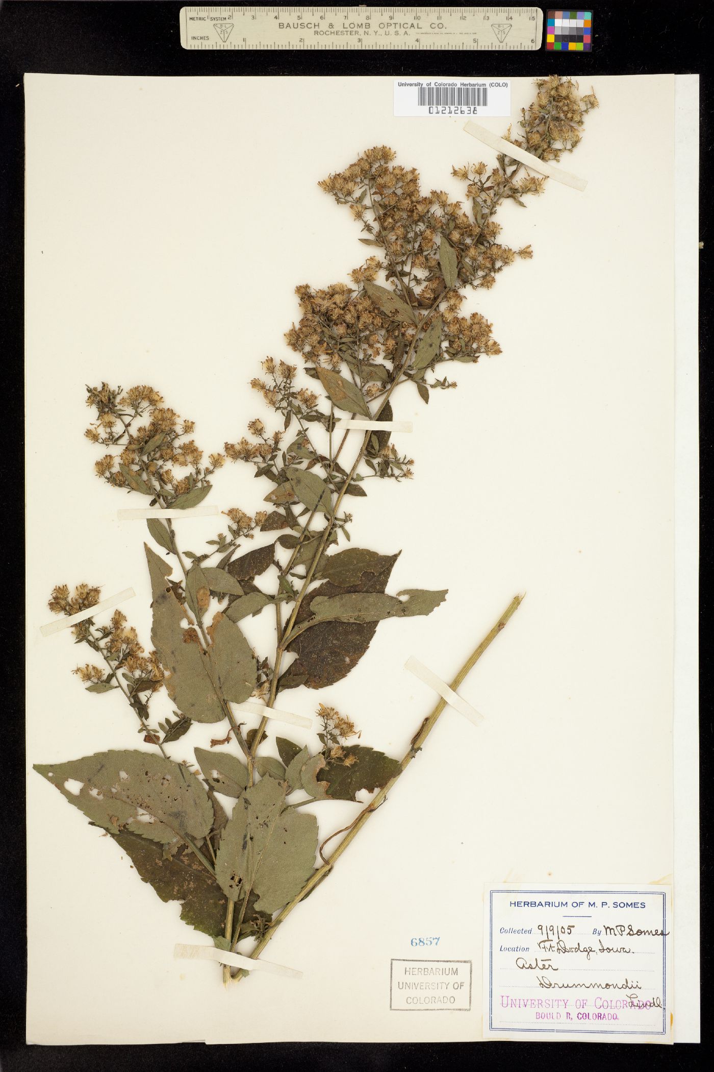 Aster drummondii image