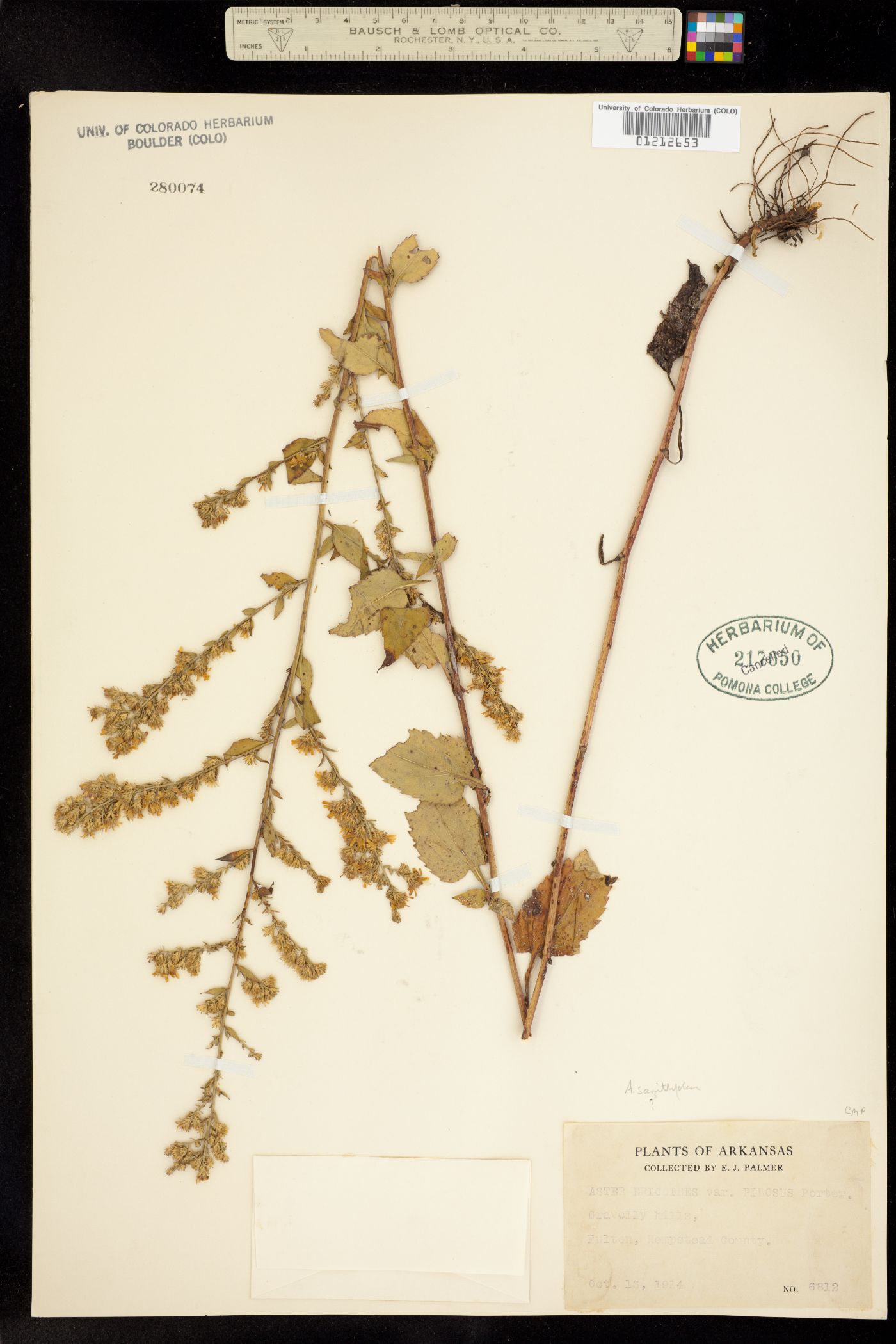 Aster drummondii image