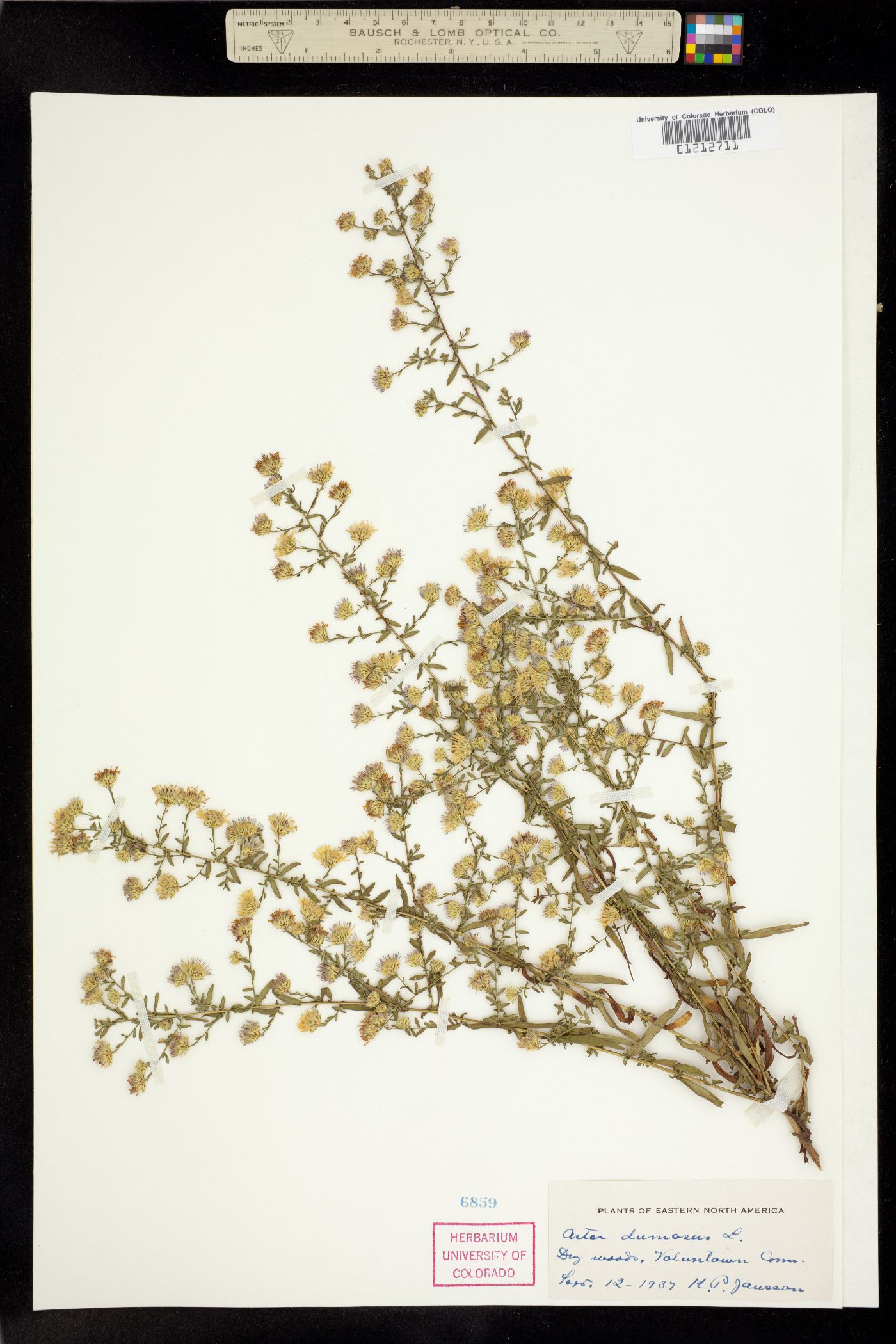 Aster dumosus image