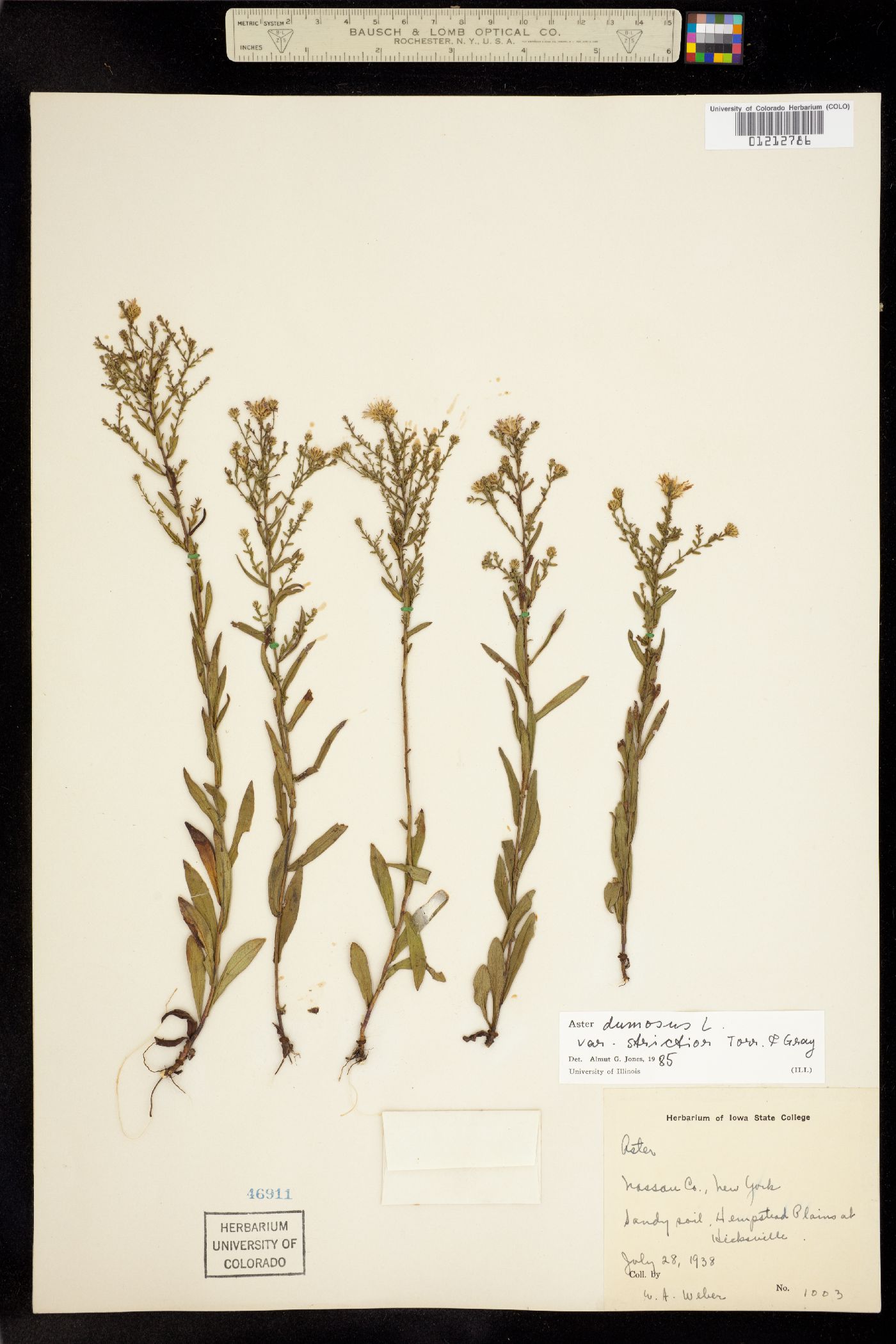 Aster dumosus image
