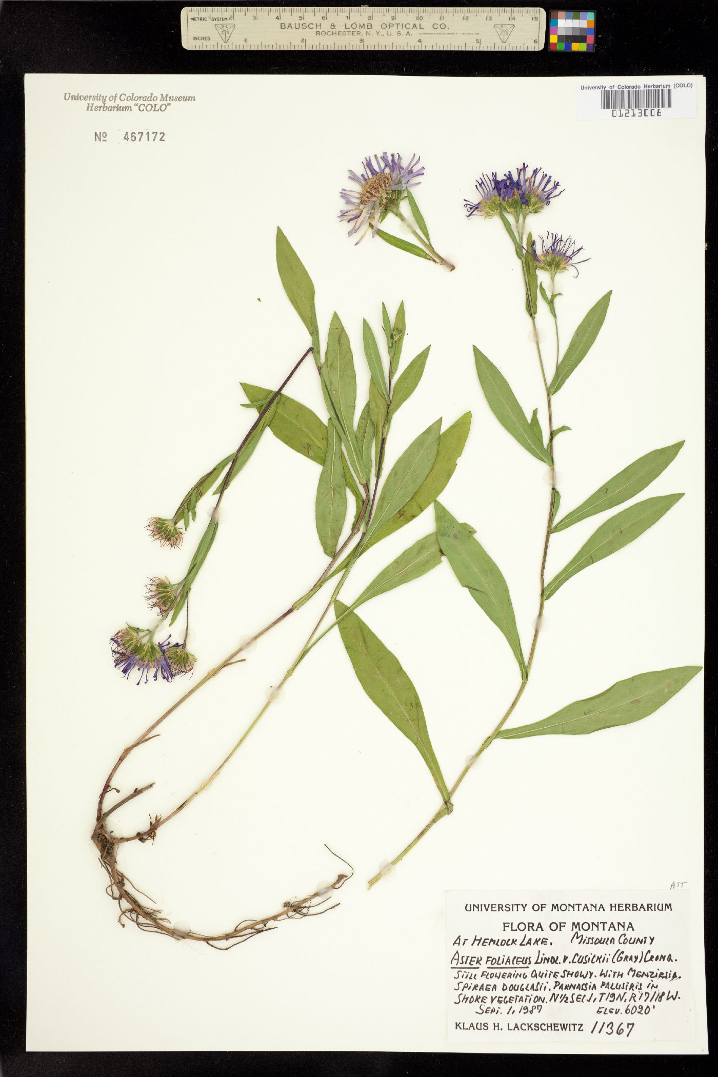 Symphyotrichum foliaceum var. foliaceum image