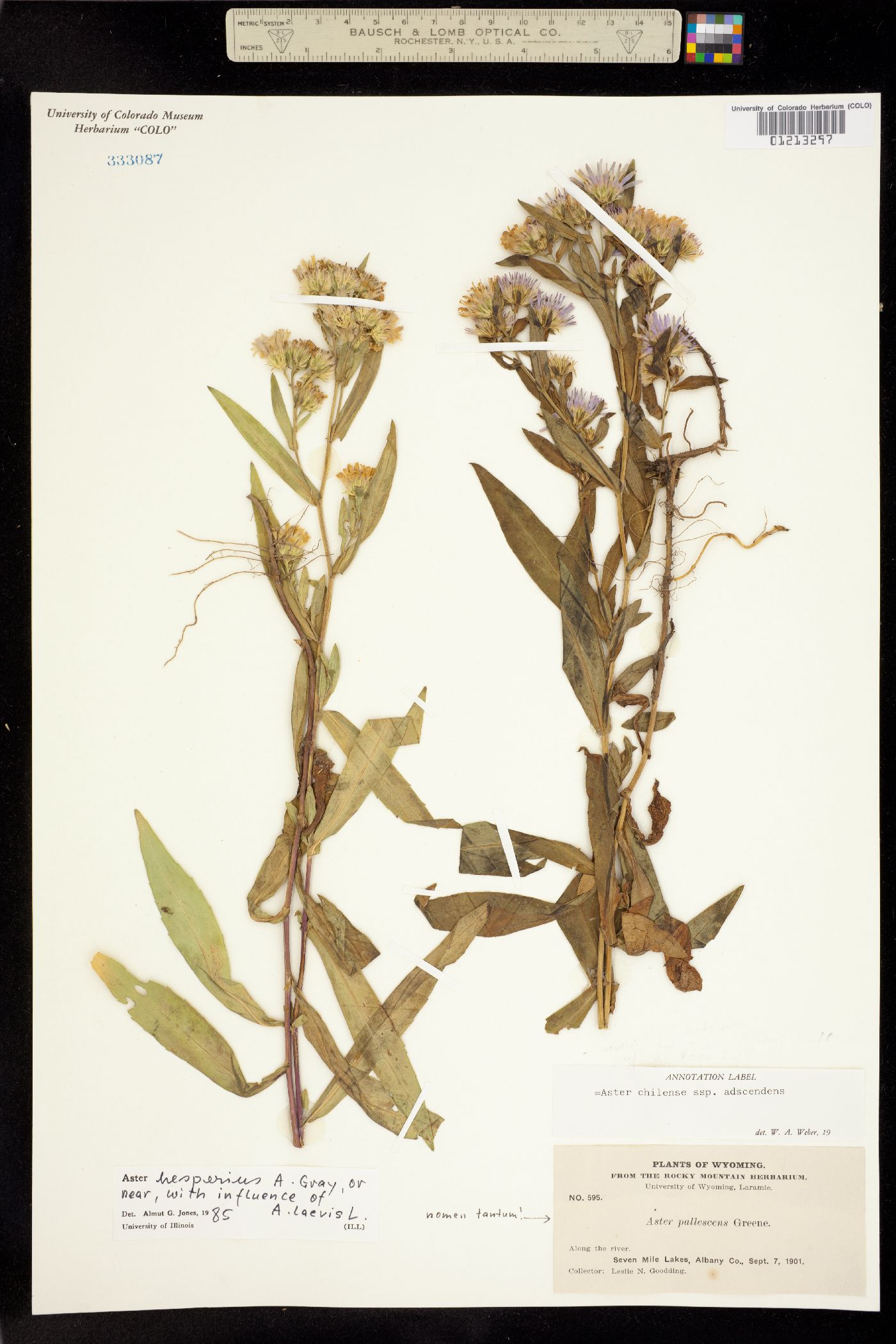 Aster hemisphericus image