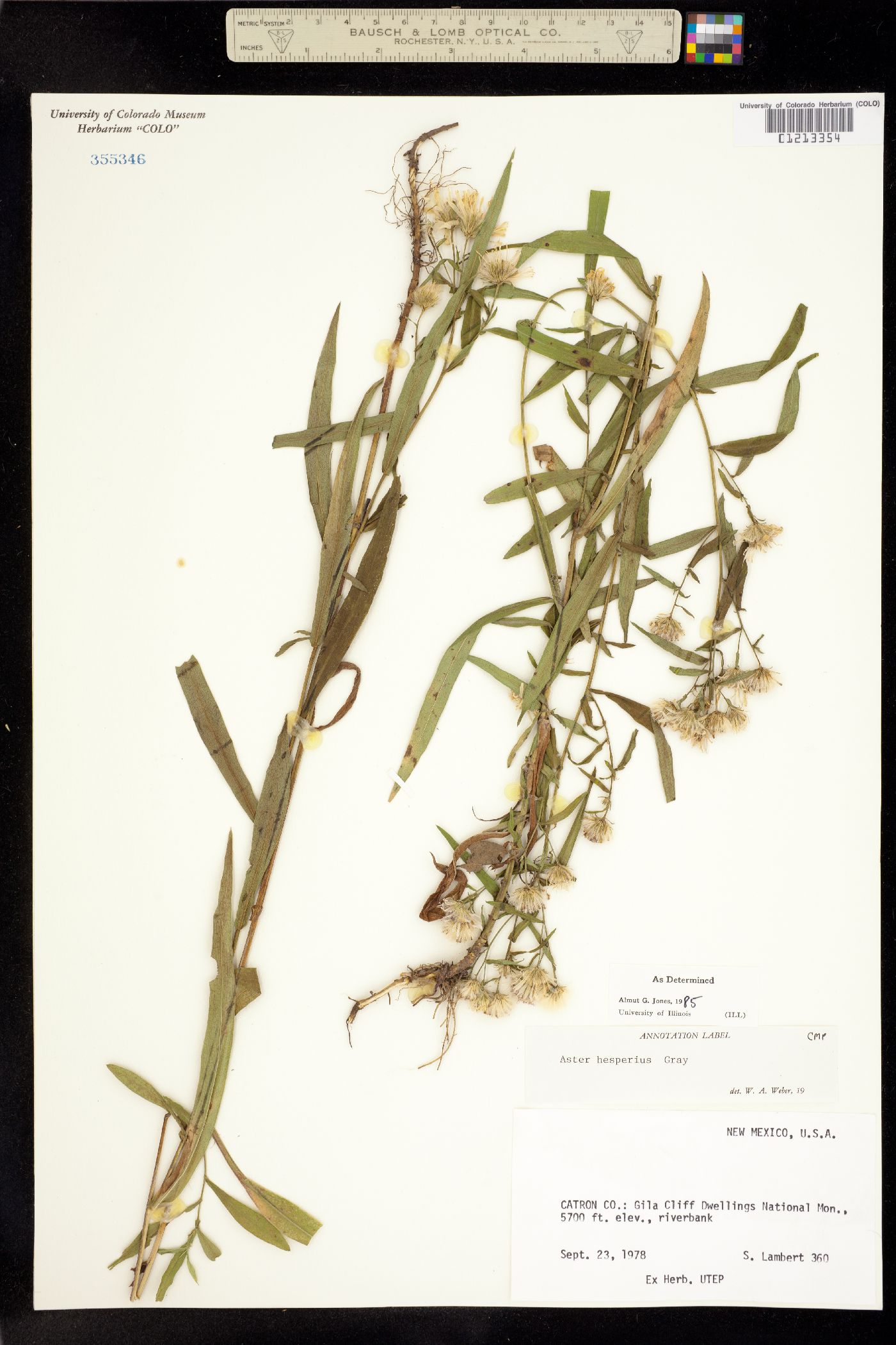 Aster hesperius image