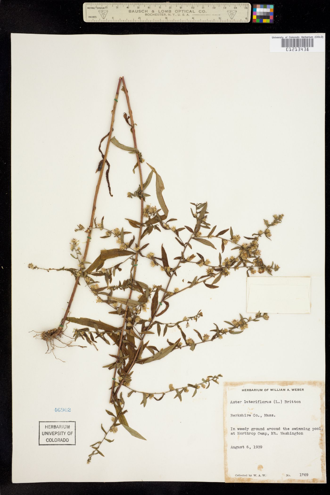 Symphyotrichum lateriflorum image
